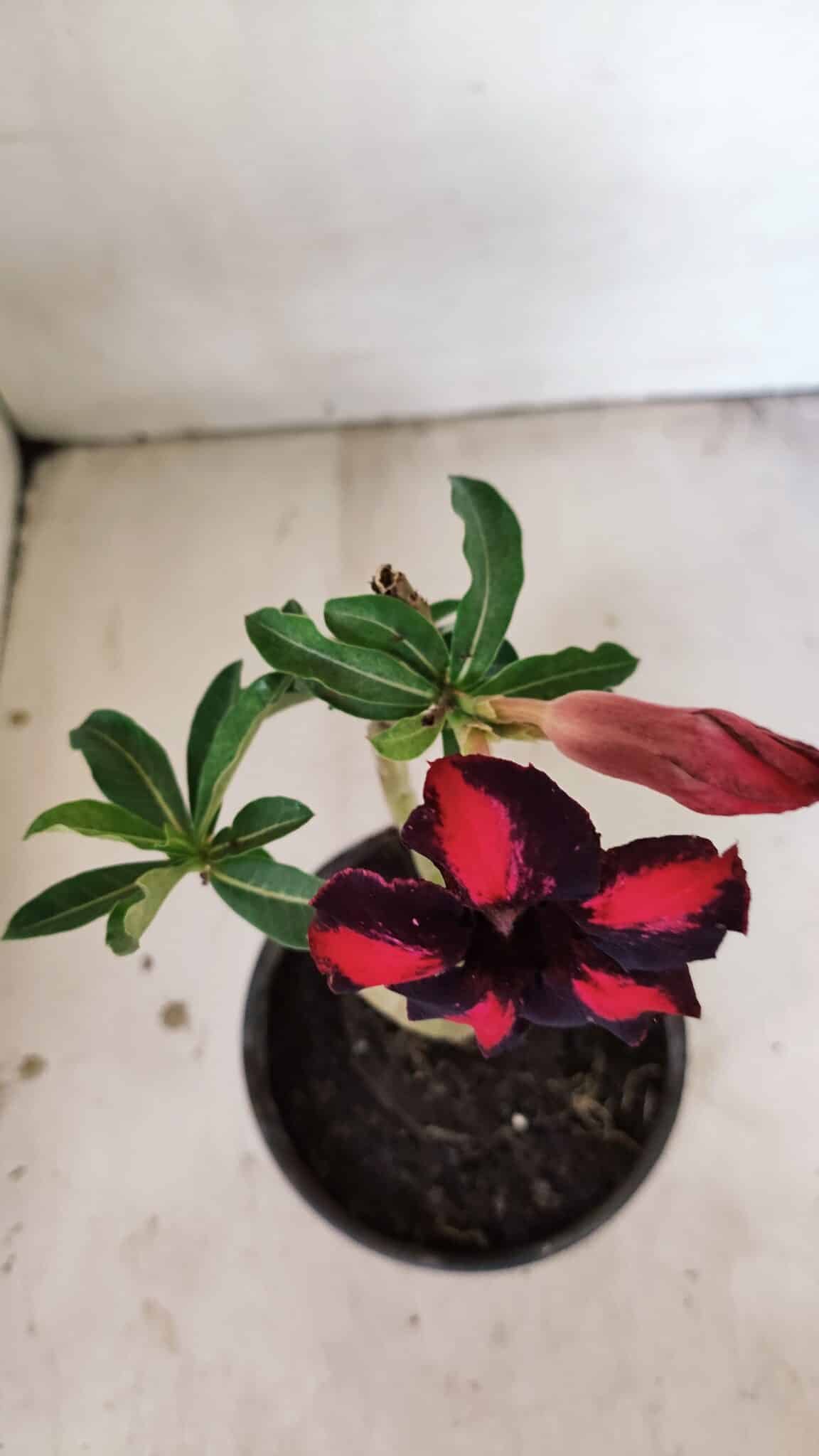 Planta Simples 3271 – 25cm – 01 ano - foto 4