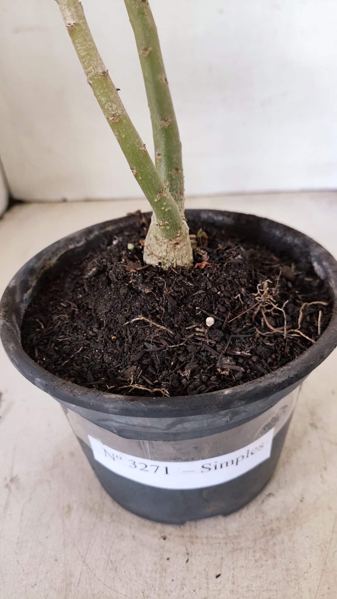 Planta Simples 3271 – 25cm – 01 ano - foto 6