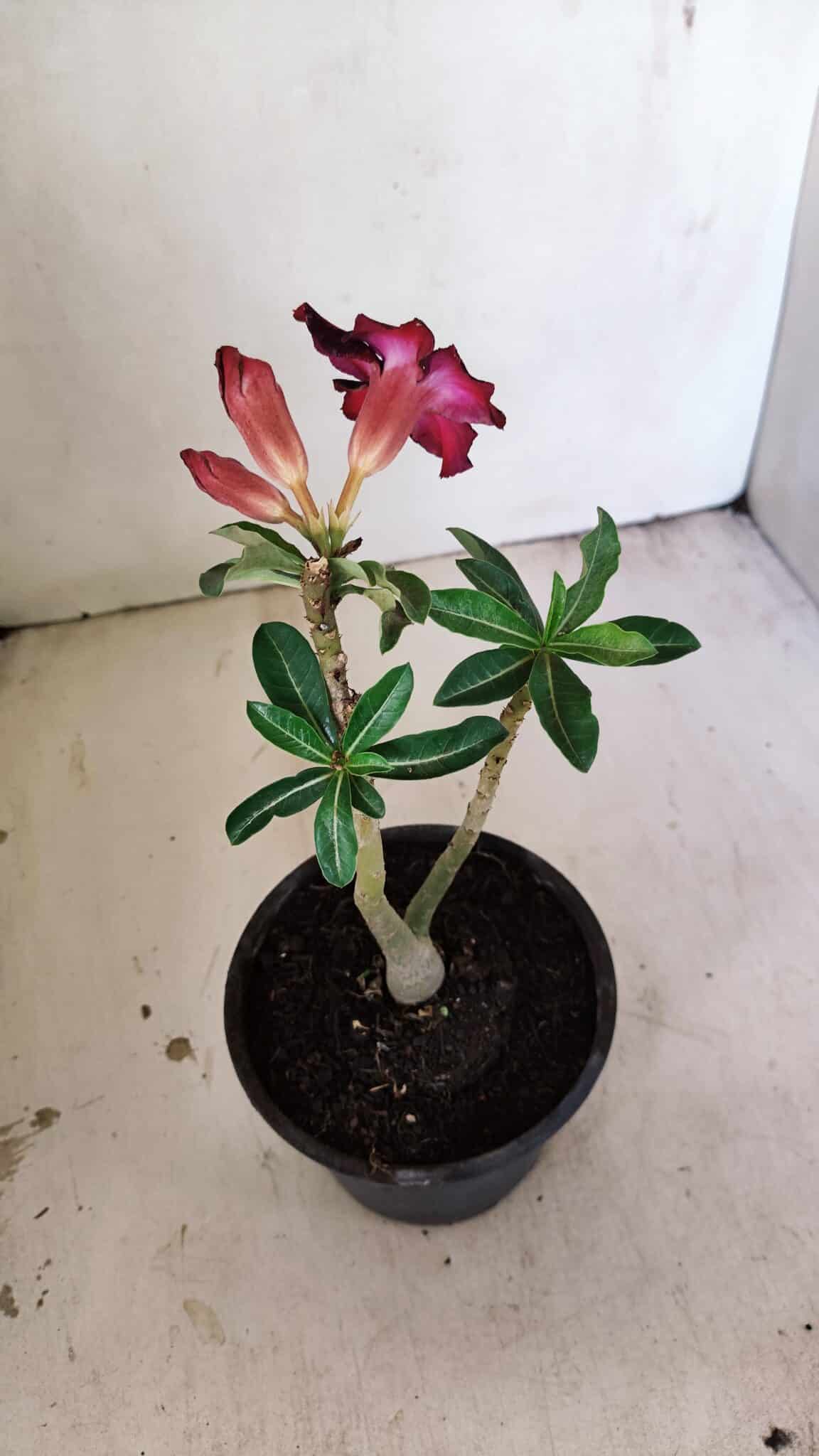 Planta Simples 3271 – 25cm – 01 ano - foto 5