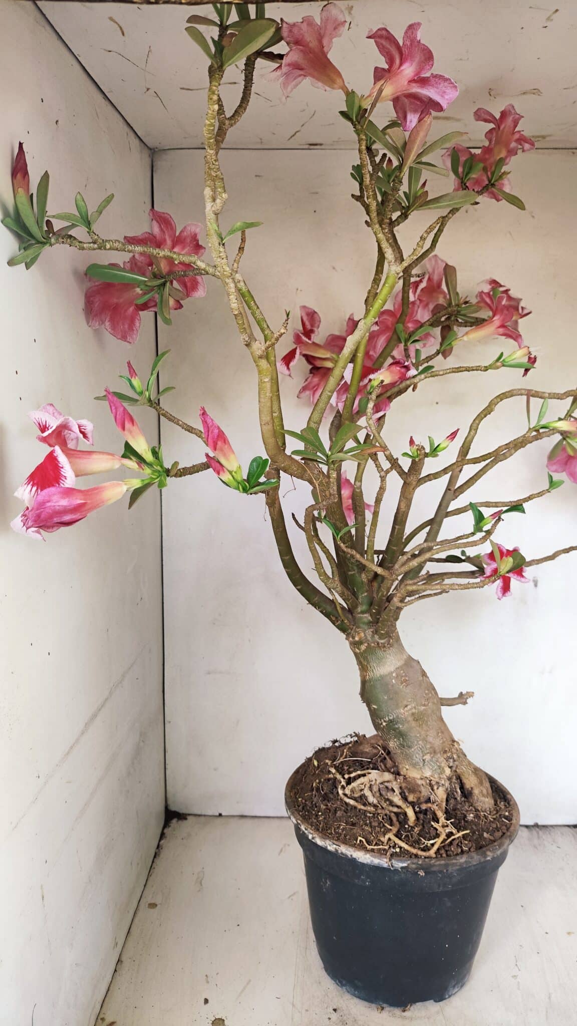 Planta Simples 3272 – 70cm – 06 anos - foto 14