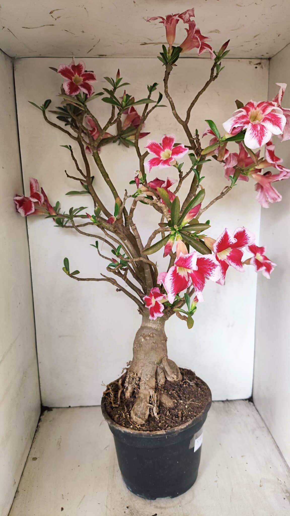 Planta Simples 3272 – 70cm – 06 anos - foto 13