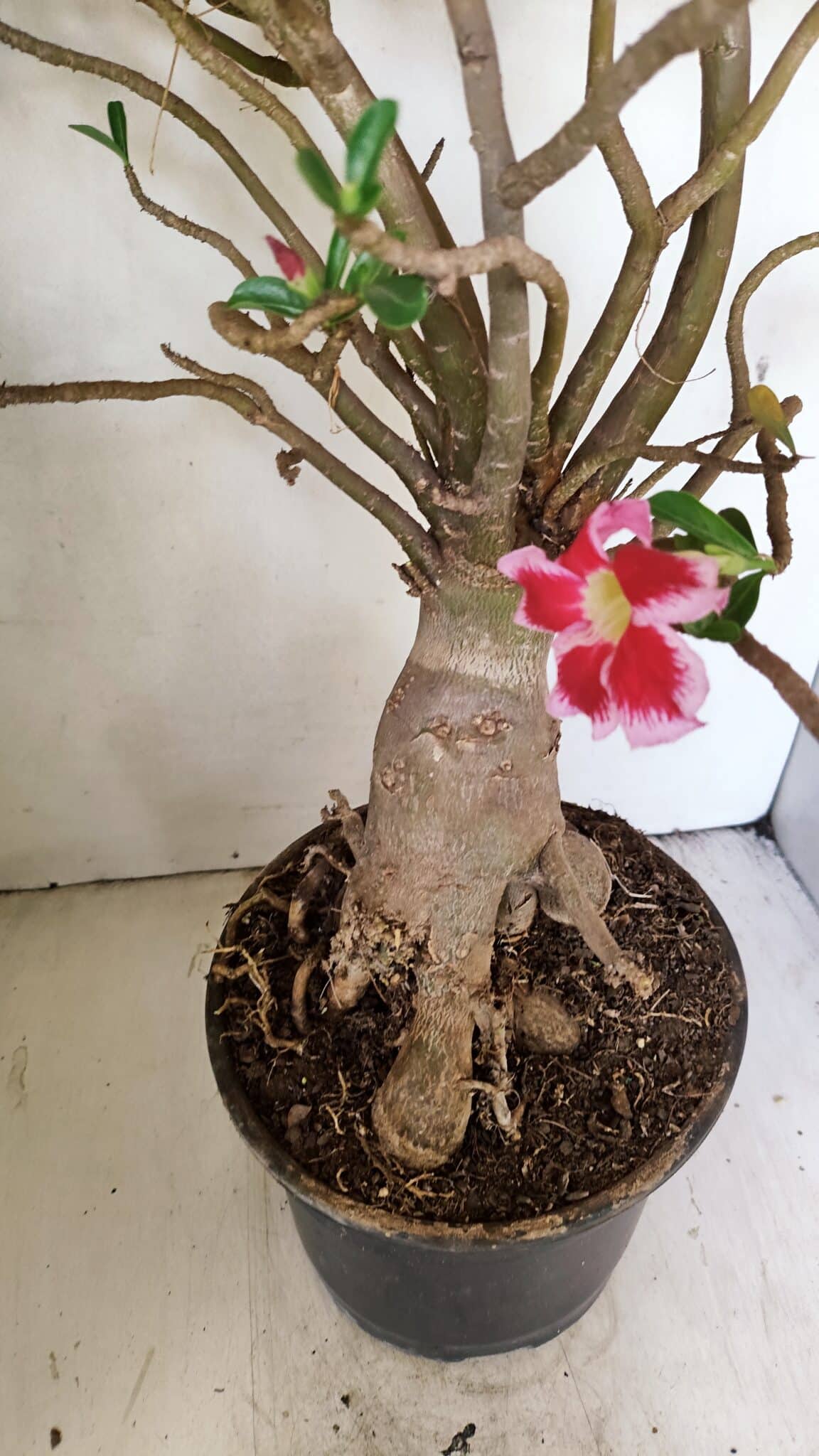 Planta Simples 3272 – 70cm – 06 anos - foto 11