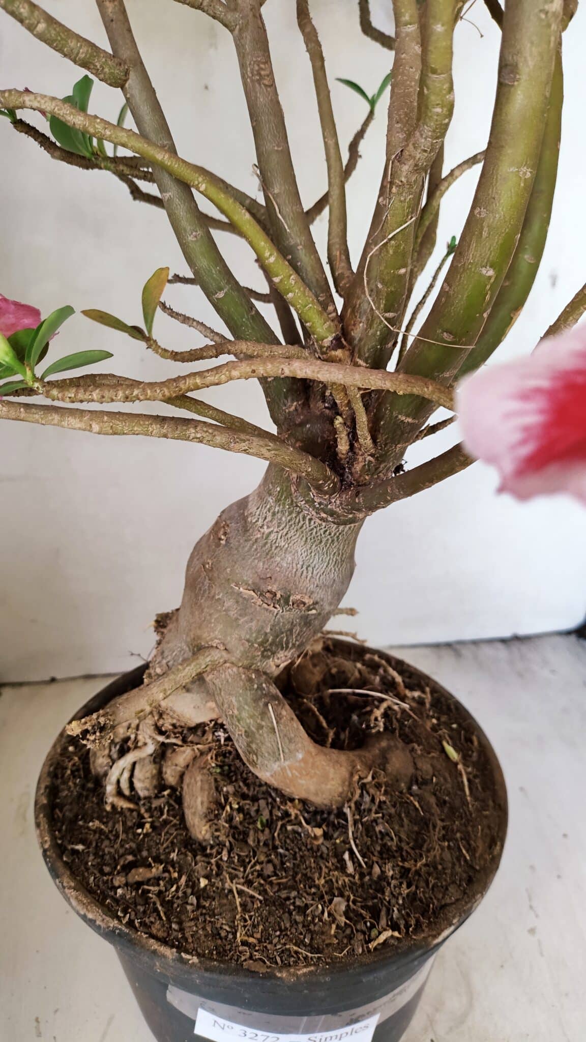 Planta Simples 3272 – 70cm – 06 anos - foto 10