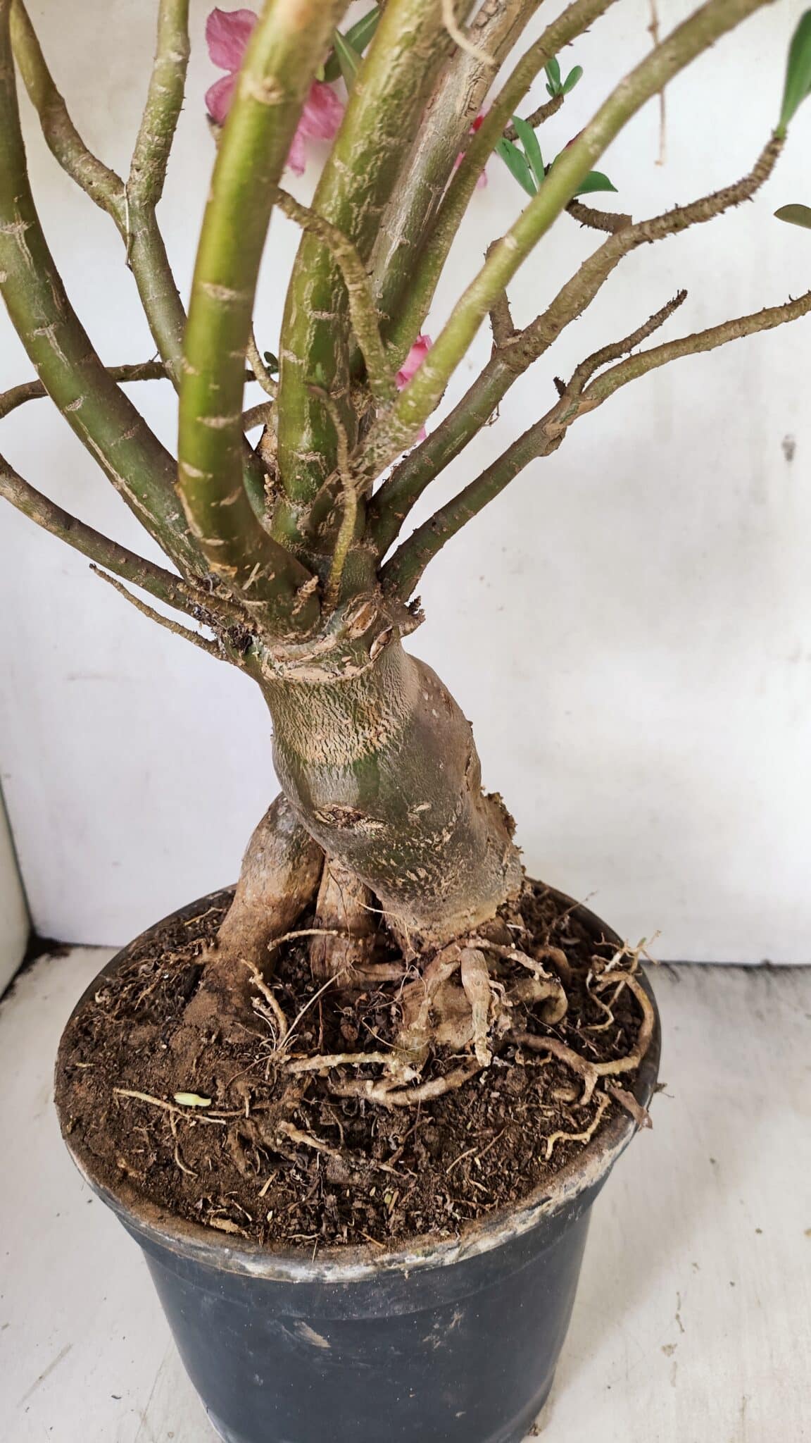 Planta Simples 3272 – 70cm – 06 anos - foto 8
