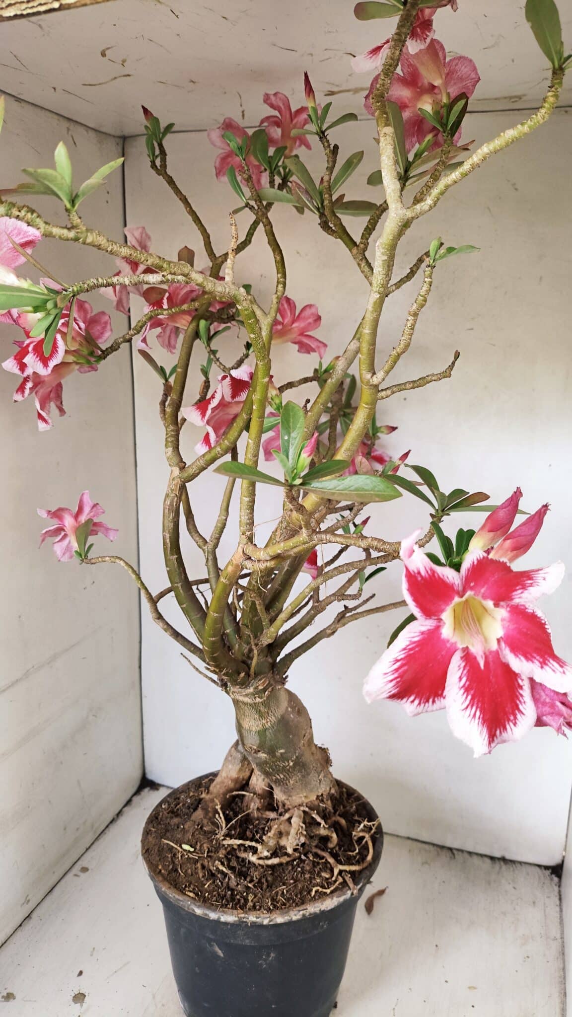Planta Simples 3272 – 70cm – 06 anos - foto 7