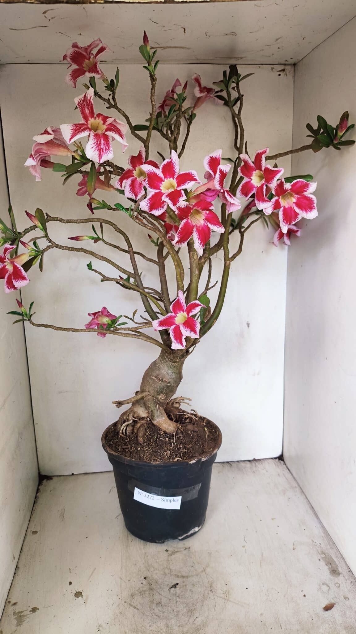 Planta Simples 3272 – 70cm – 06 anos - foto 2