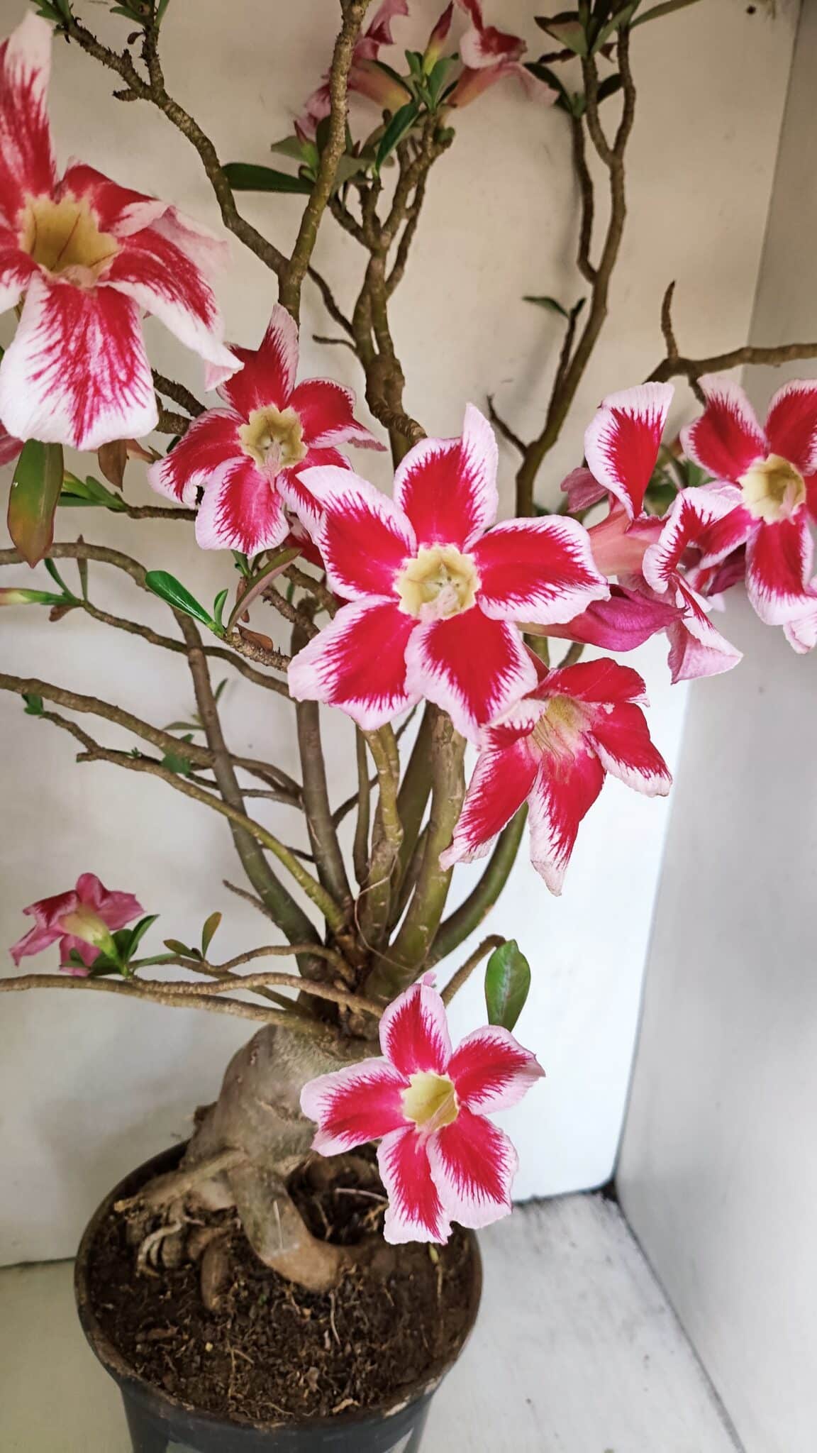 Planta Simples 3272 – 70cm – 06 anos - foto 3