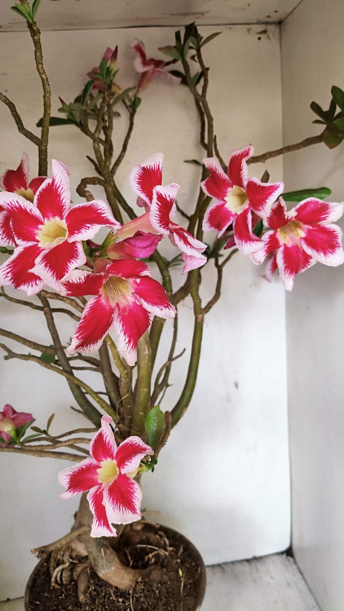Planta Simples 3272 – 70cm – 06 anos - foto 4