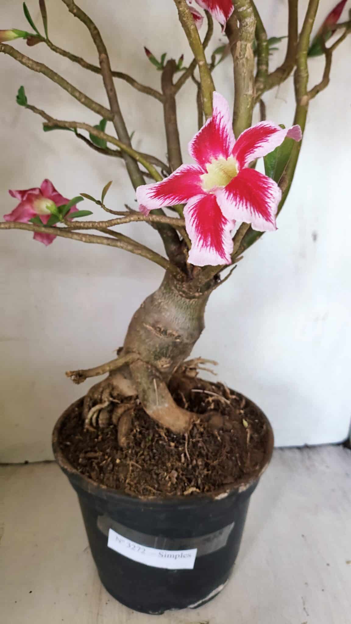 Planta Simples 3272 – 70cm – 06 anos - foto 6