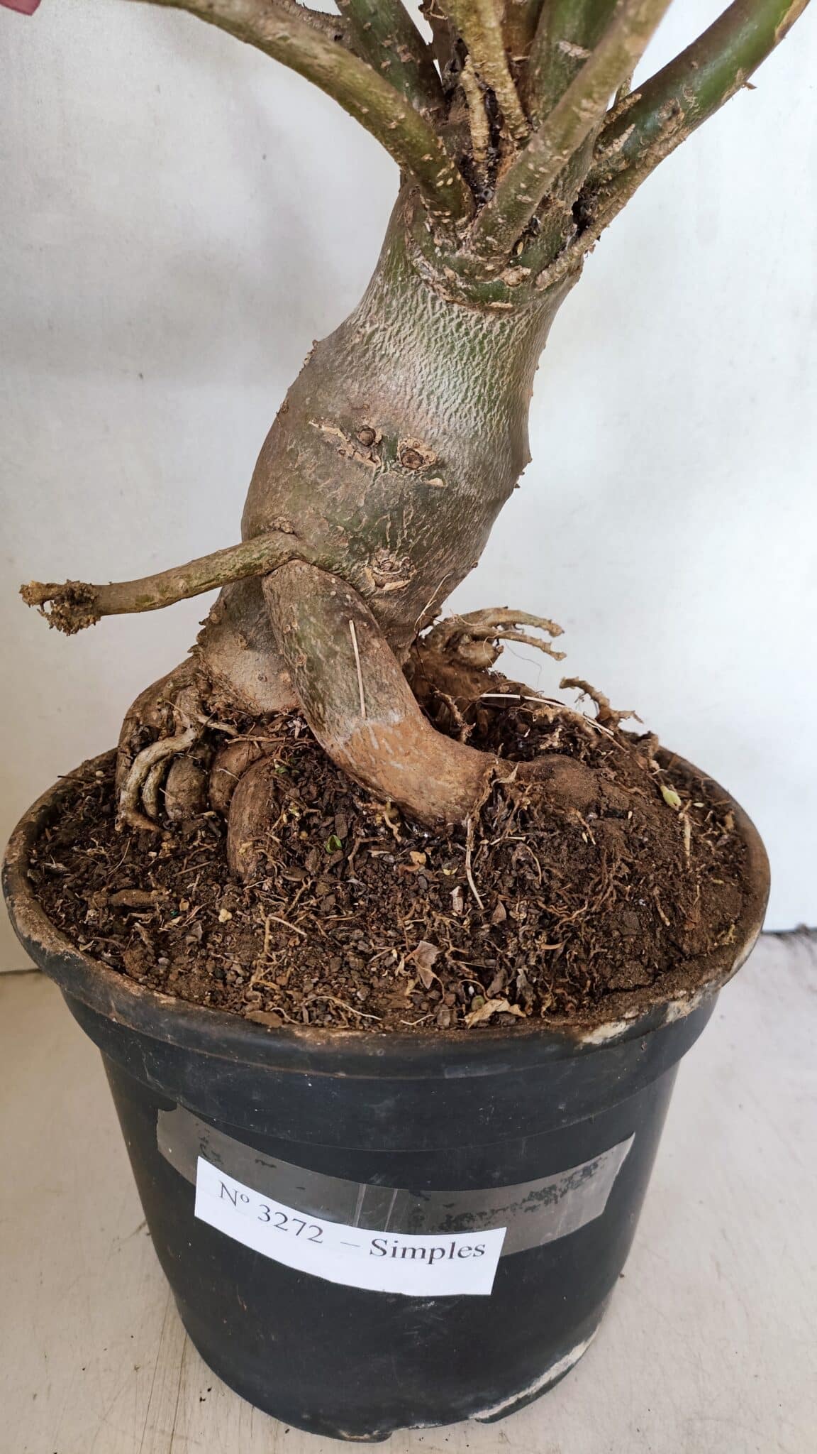 Planta Simples 3272 – 70cm – 06 anos - foto 12