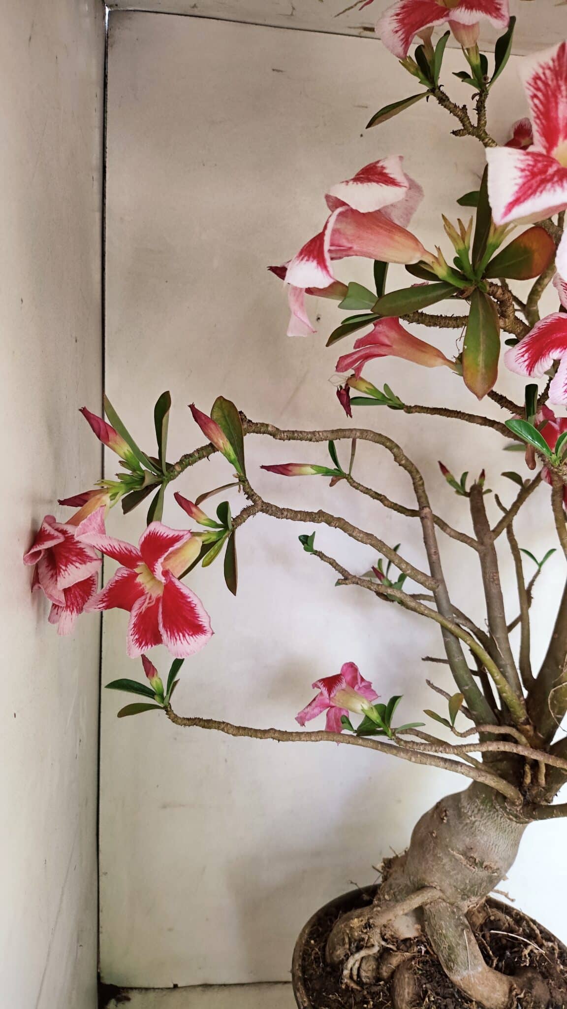 Planta Simples 3272 – 70cm – 06 anos - foto 9