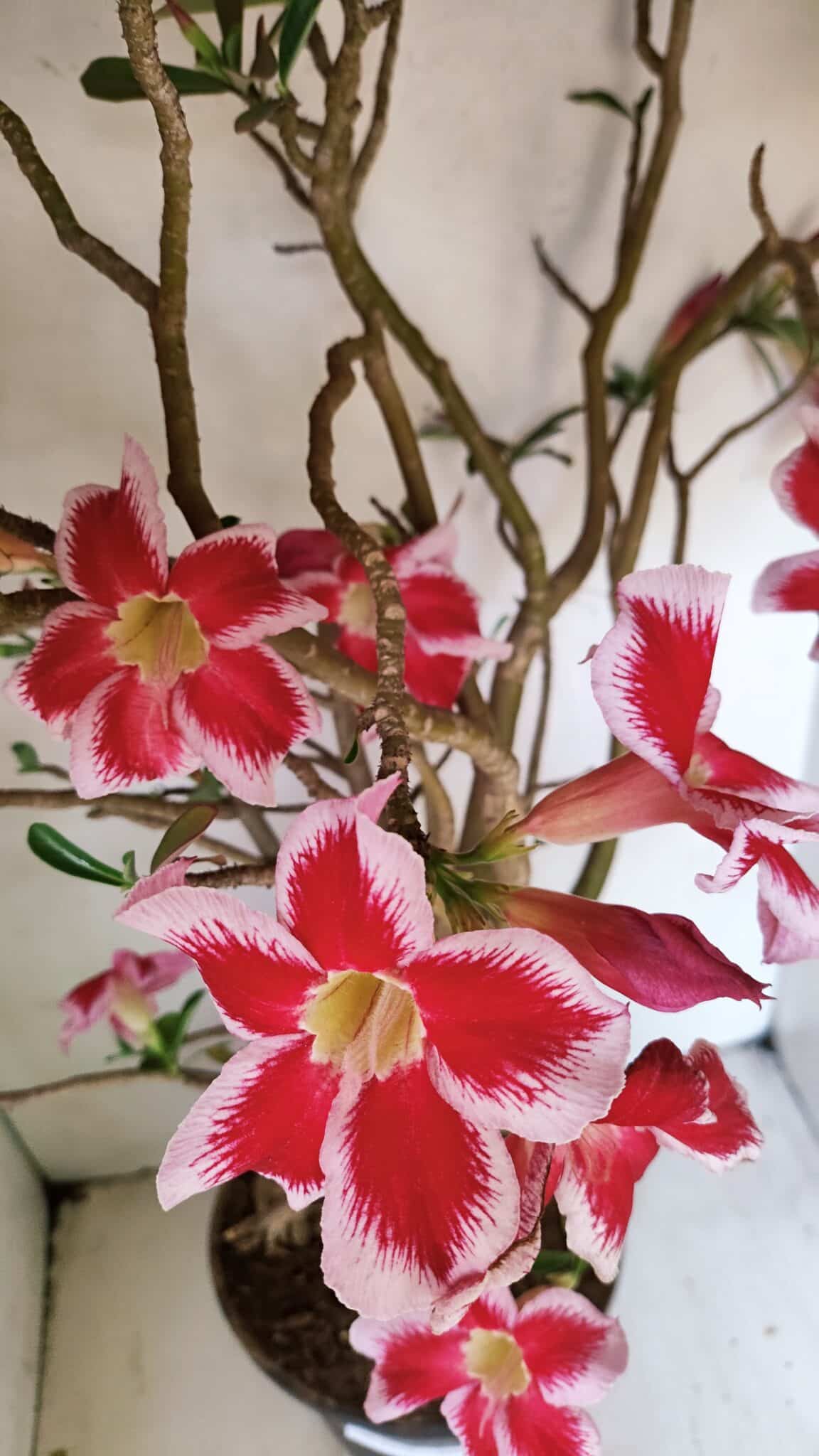 Planta Simples 3272 – 70cm – 06 anos - foto 5