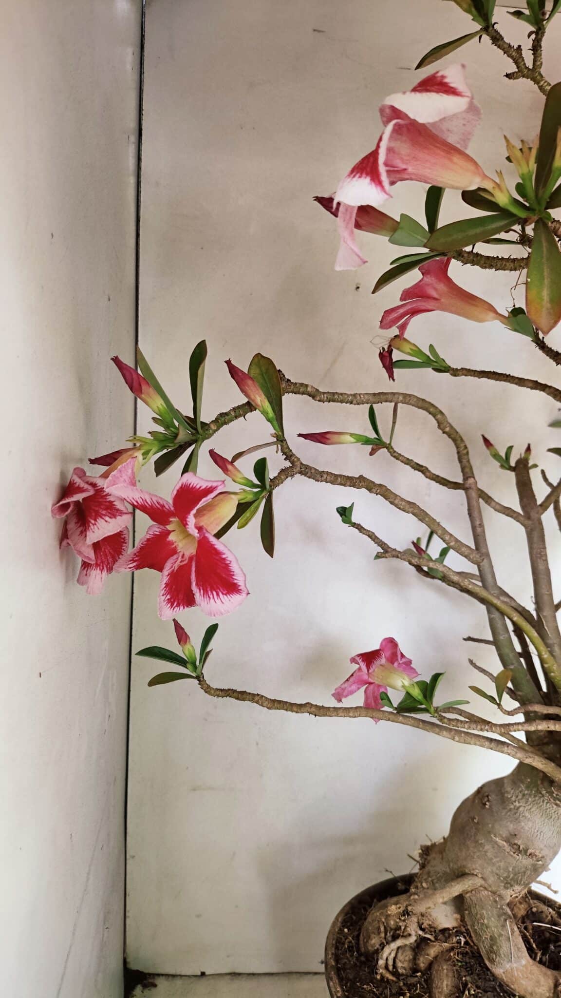 Planta Simples 3272 – 70cm – 06 anos - foto 16