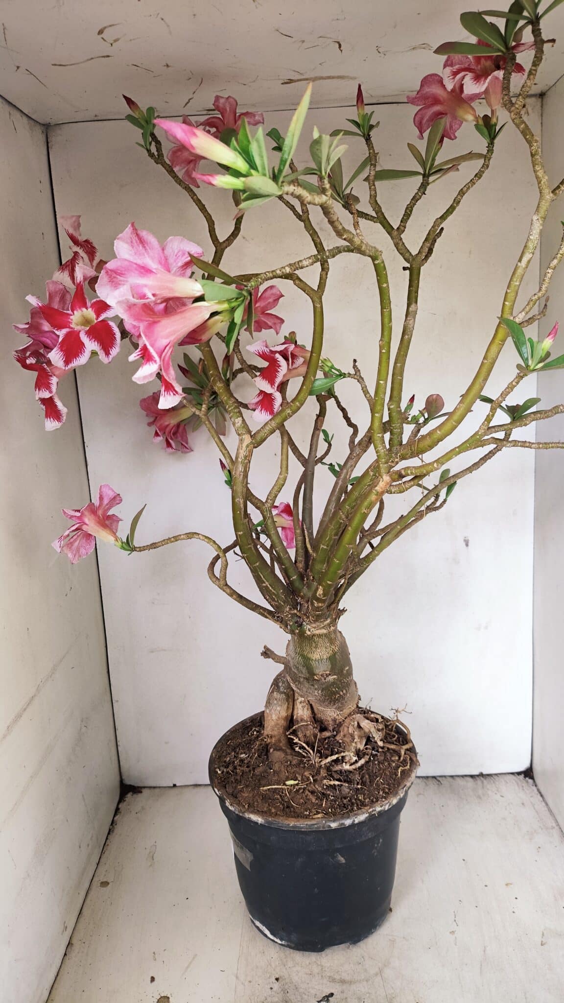 Planta Simples 3272 – 70cm – 06 anos - foto 15