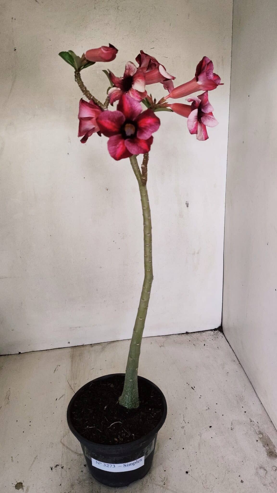 Planta Simples 3273 – 35cm – 03 anos - foto 2