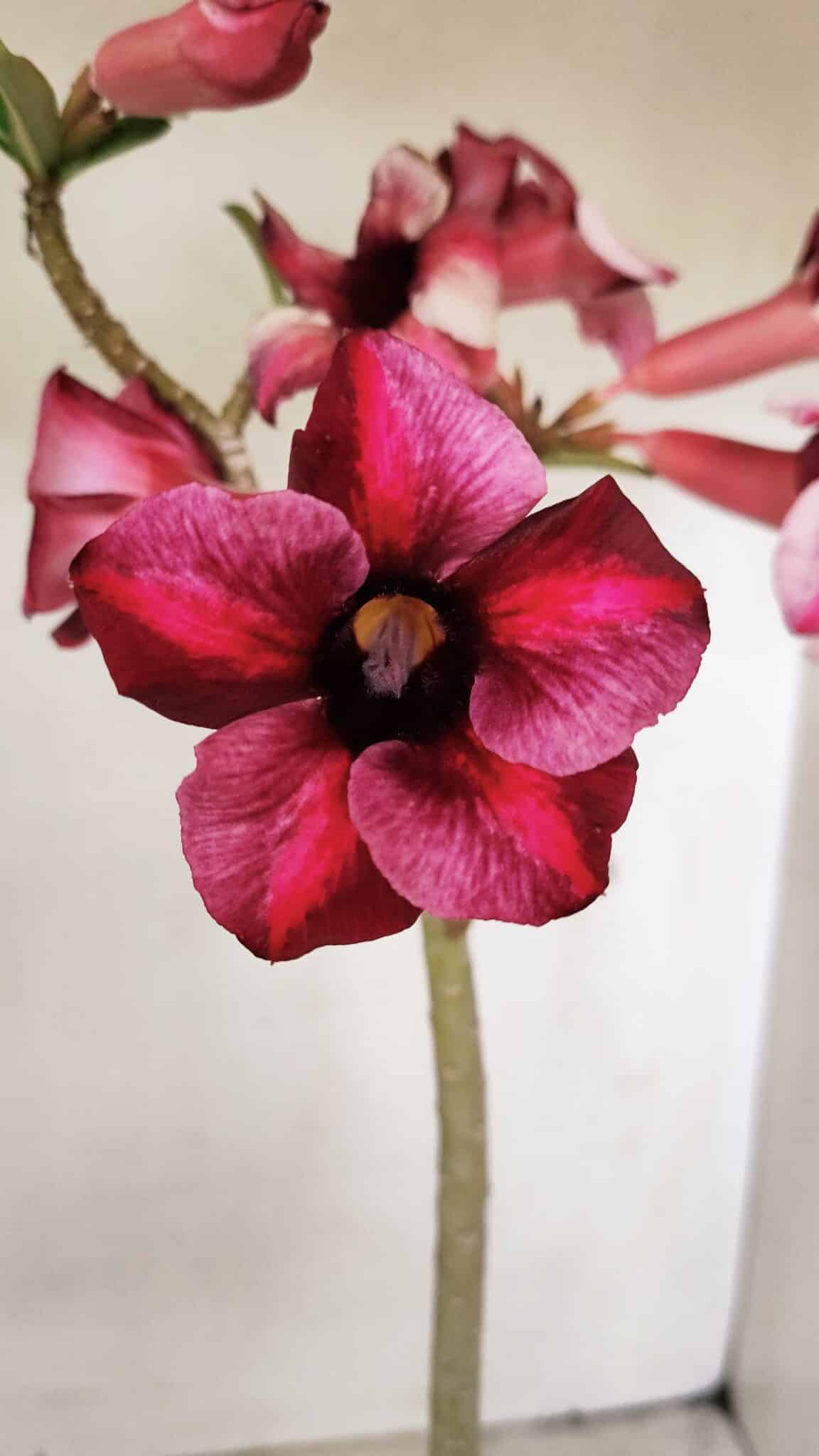 Planta Simples 3273 – 35cm – 03 anos - foto 3
