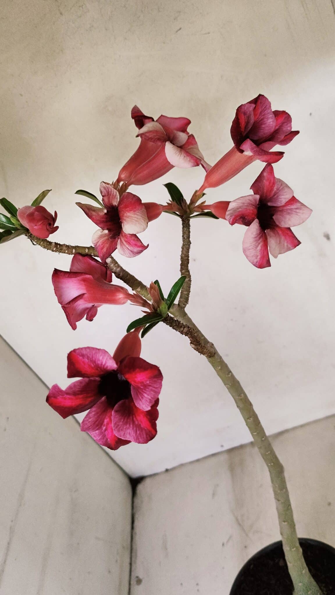 Planta Simples 3273 – 35cm – 03 anos - foto 7