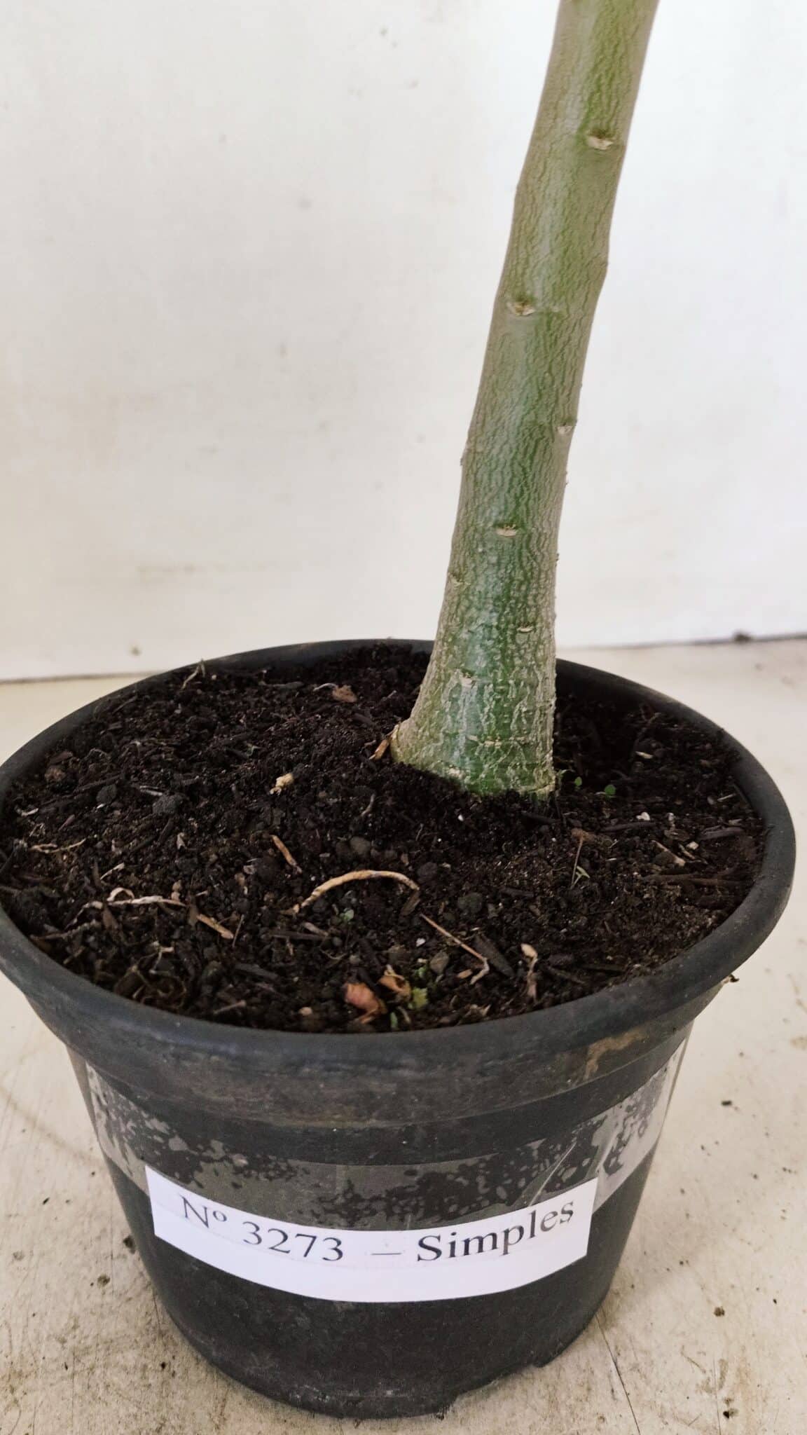 Planta Simples 3273 – 35cm – 03 anos - foto 6