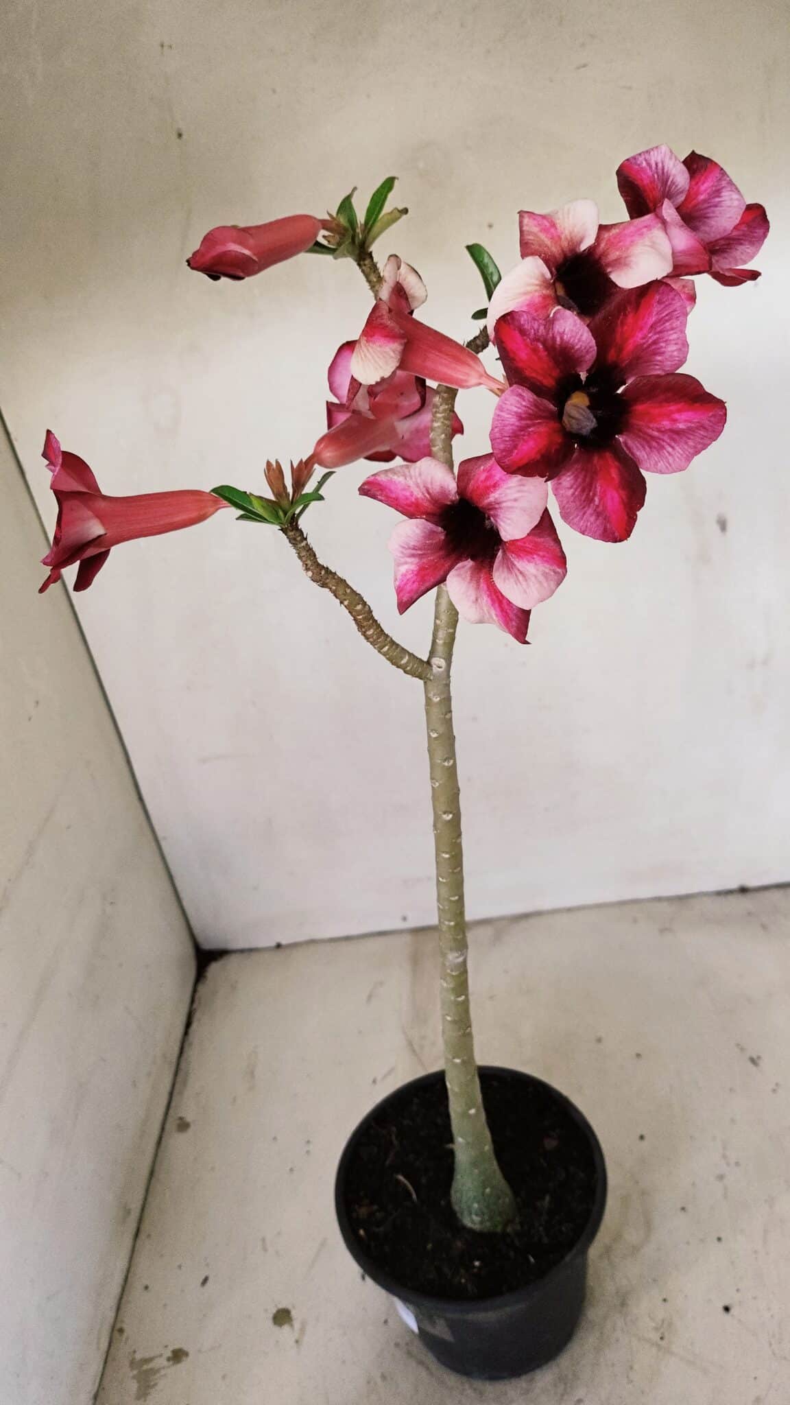 Planta Simples 3273 – 35cm – 03 anos - foto 4