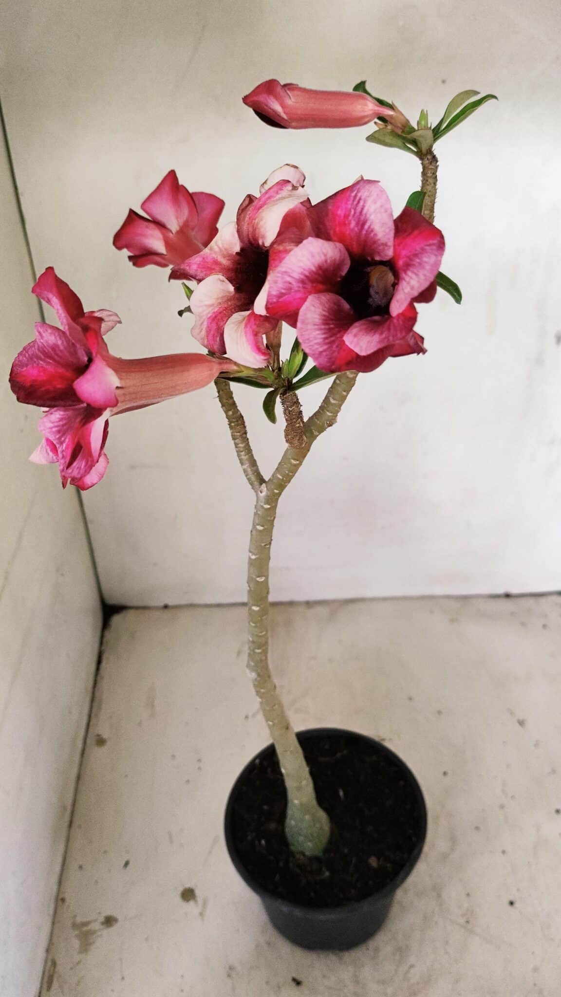 Planta Simples 3273 – 35cm – 03 anos - foto 5