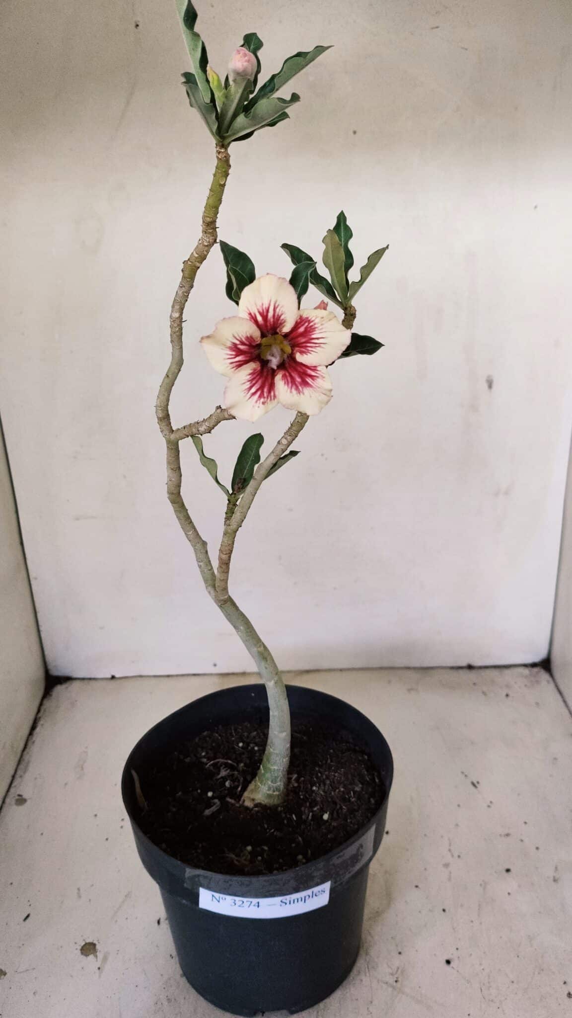 Planta Simples 3274 – 35cm – 03 anos - foto 2