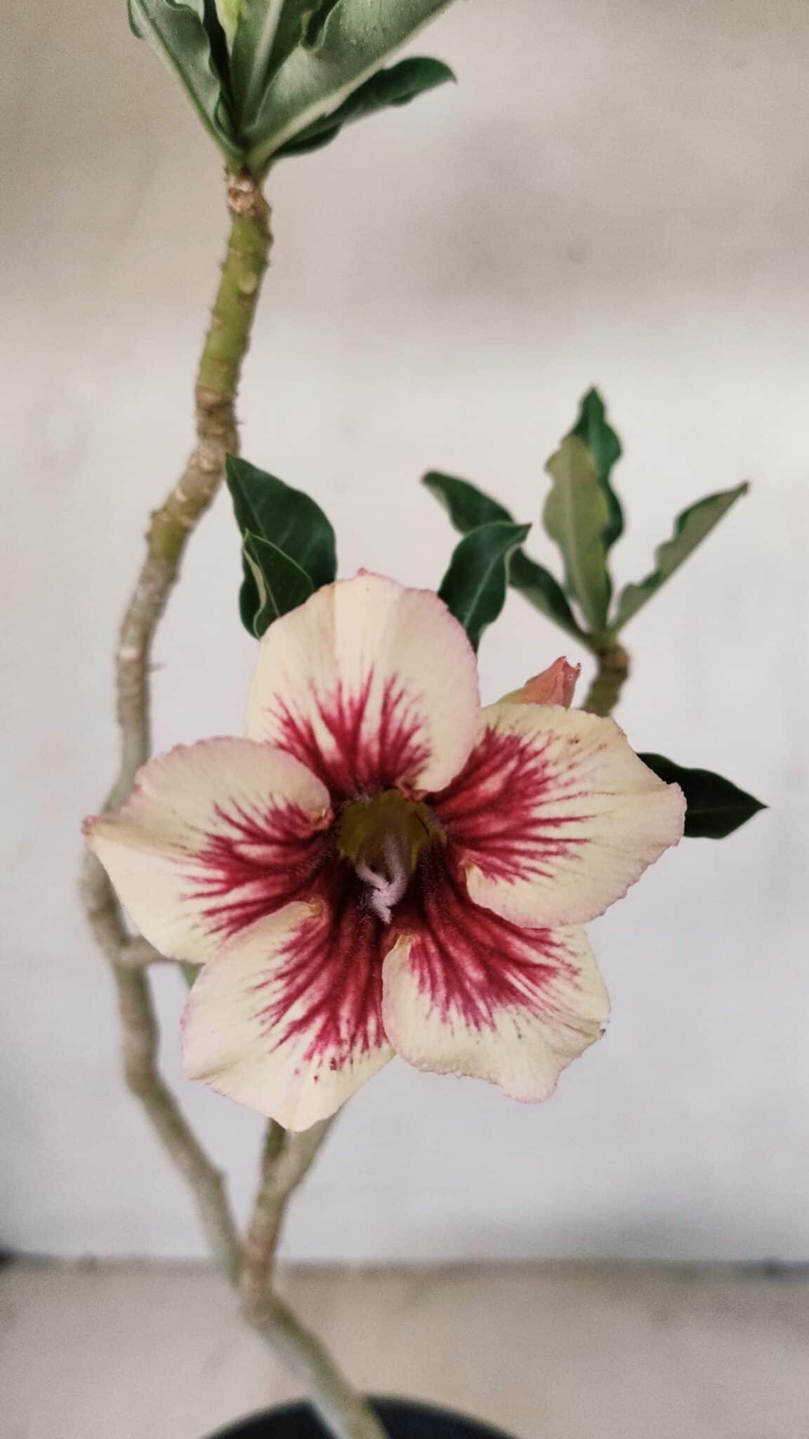 Planta Simples 3274 – 35cm – 03 anos - foto 3