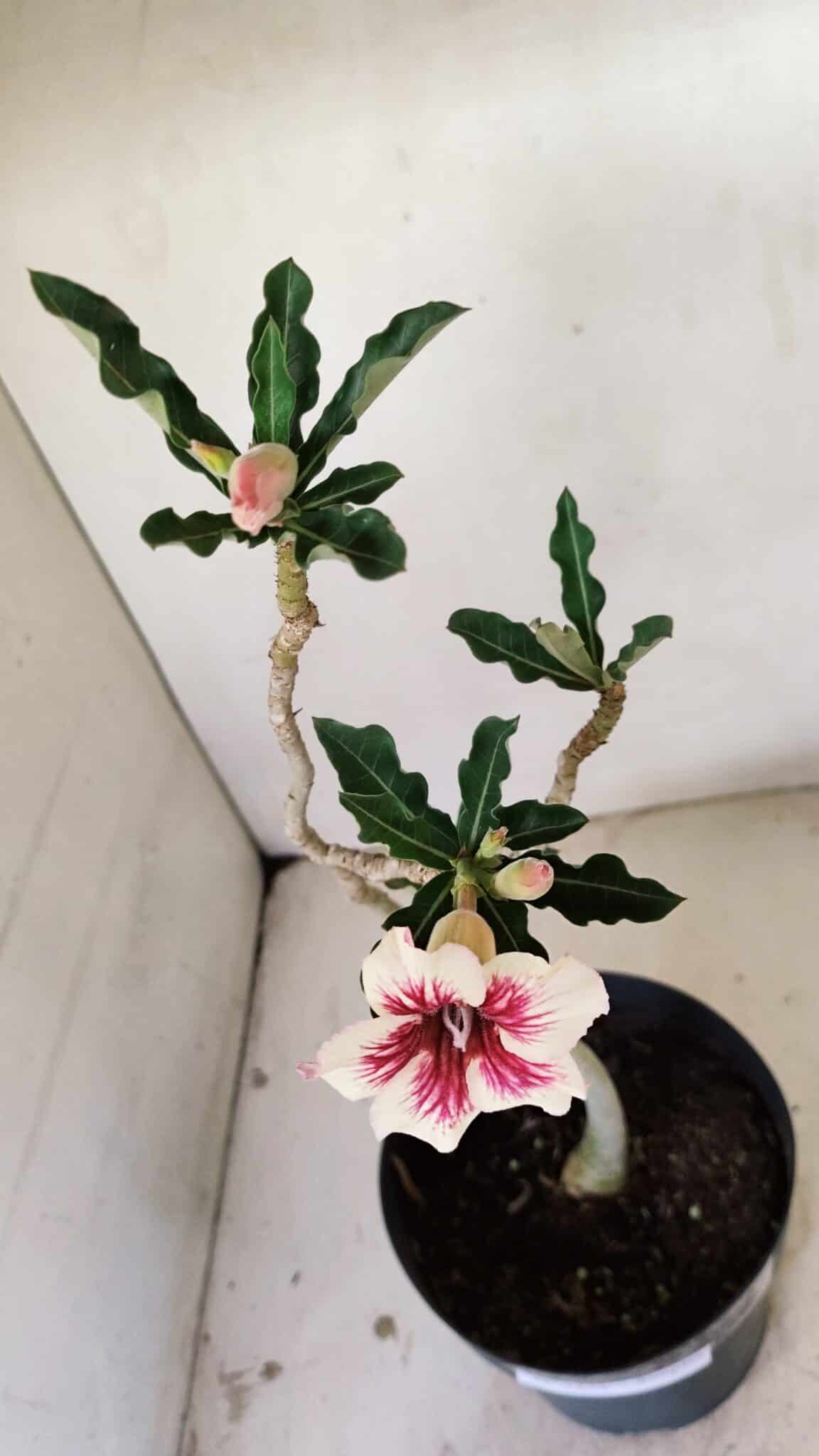 Planta Simples 3274 – 35cm – 03 anos - foto 4