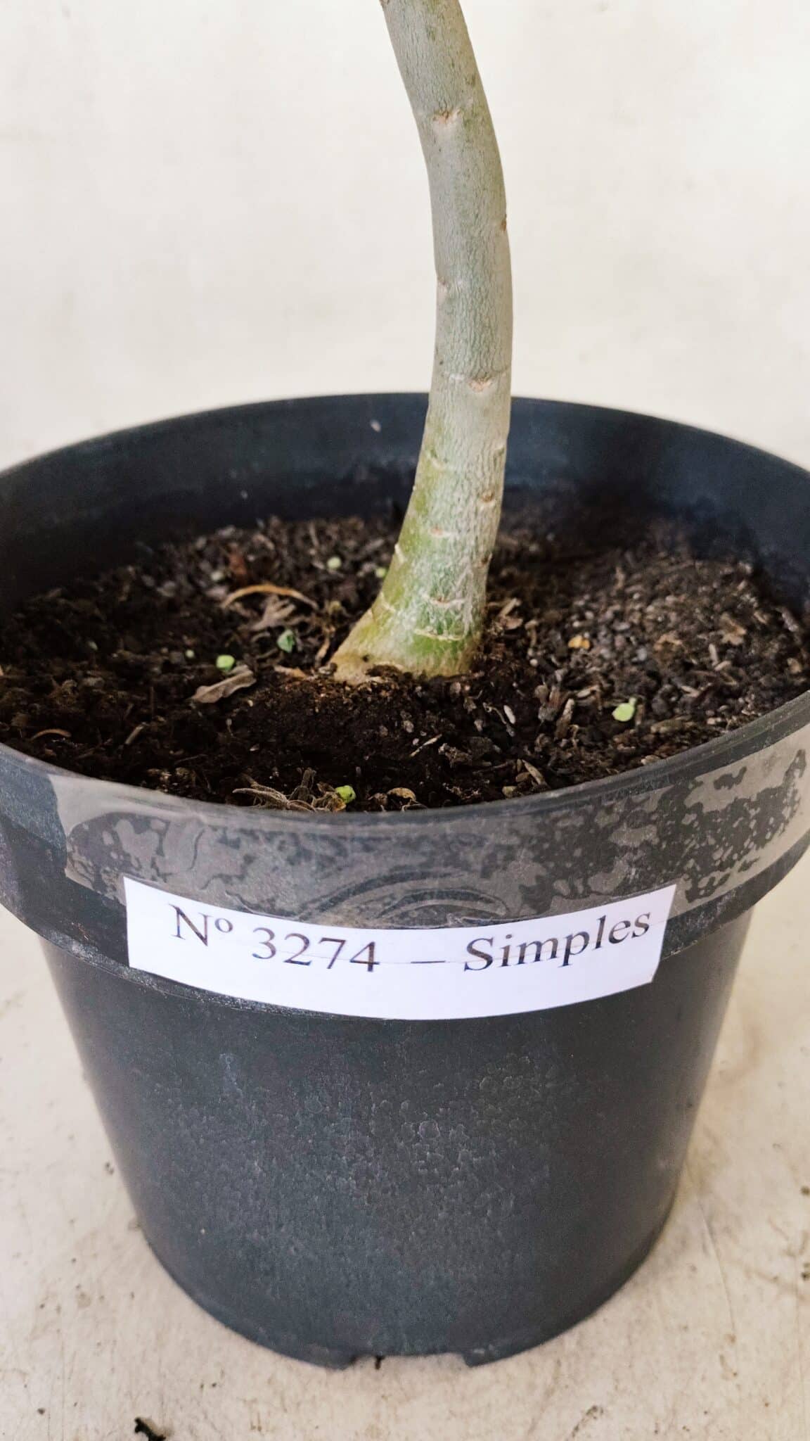 Planta Simples 3274 – 35cm – 03 anos - foto 7