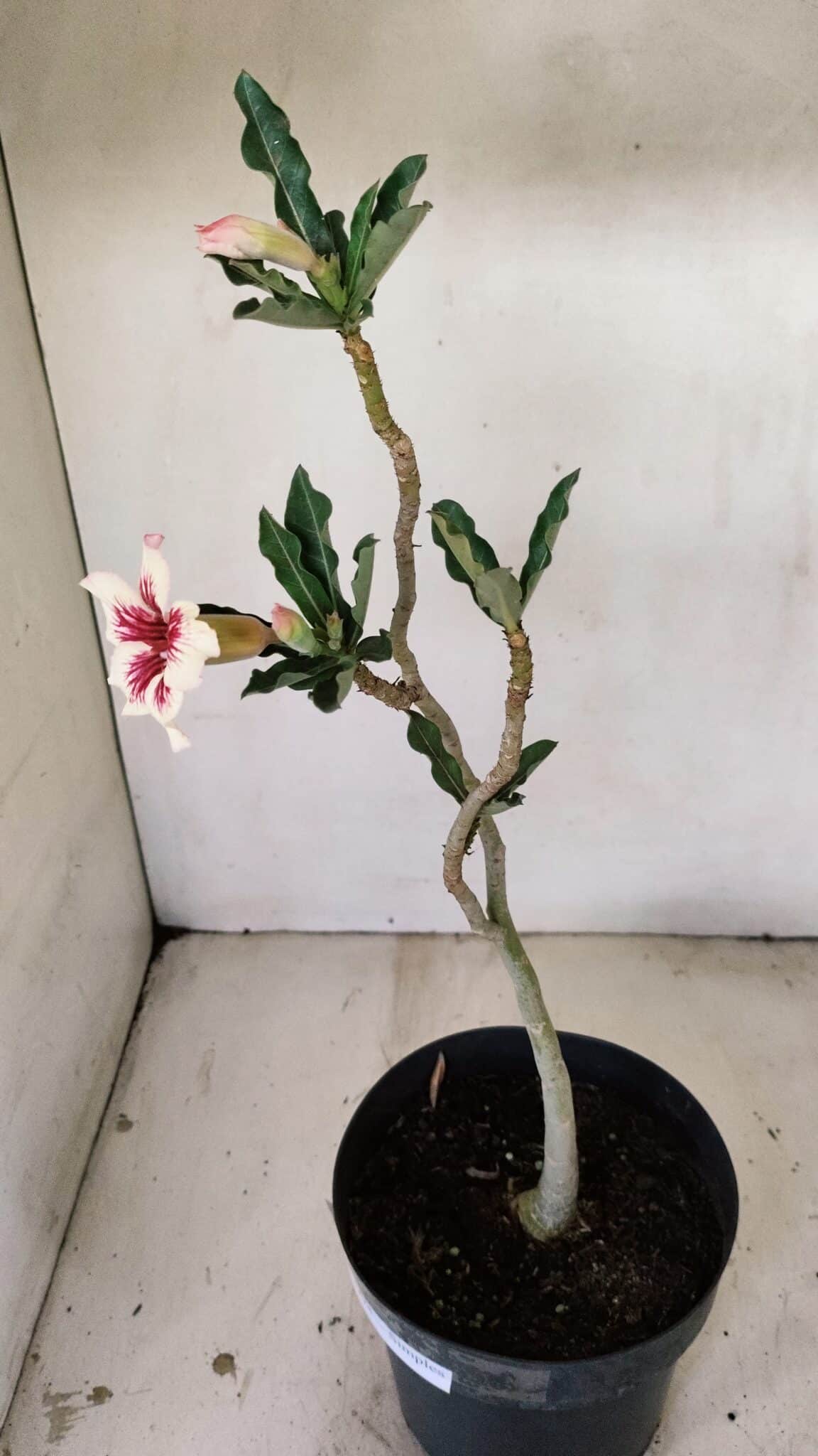 Planta Simples 3274 – 35cm – 03 anos - foto 6