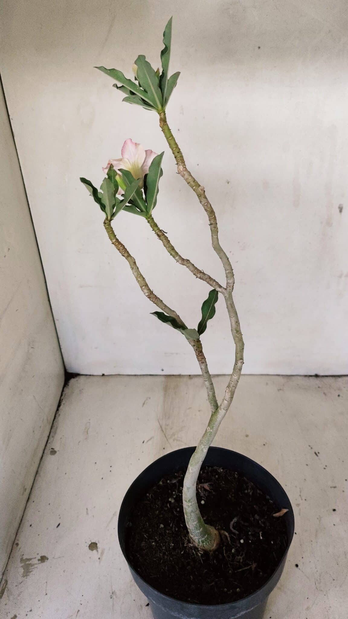Planta Simples 3274 – 35cm – 03 anos - foto 5