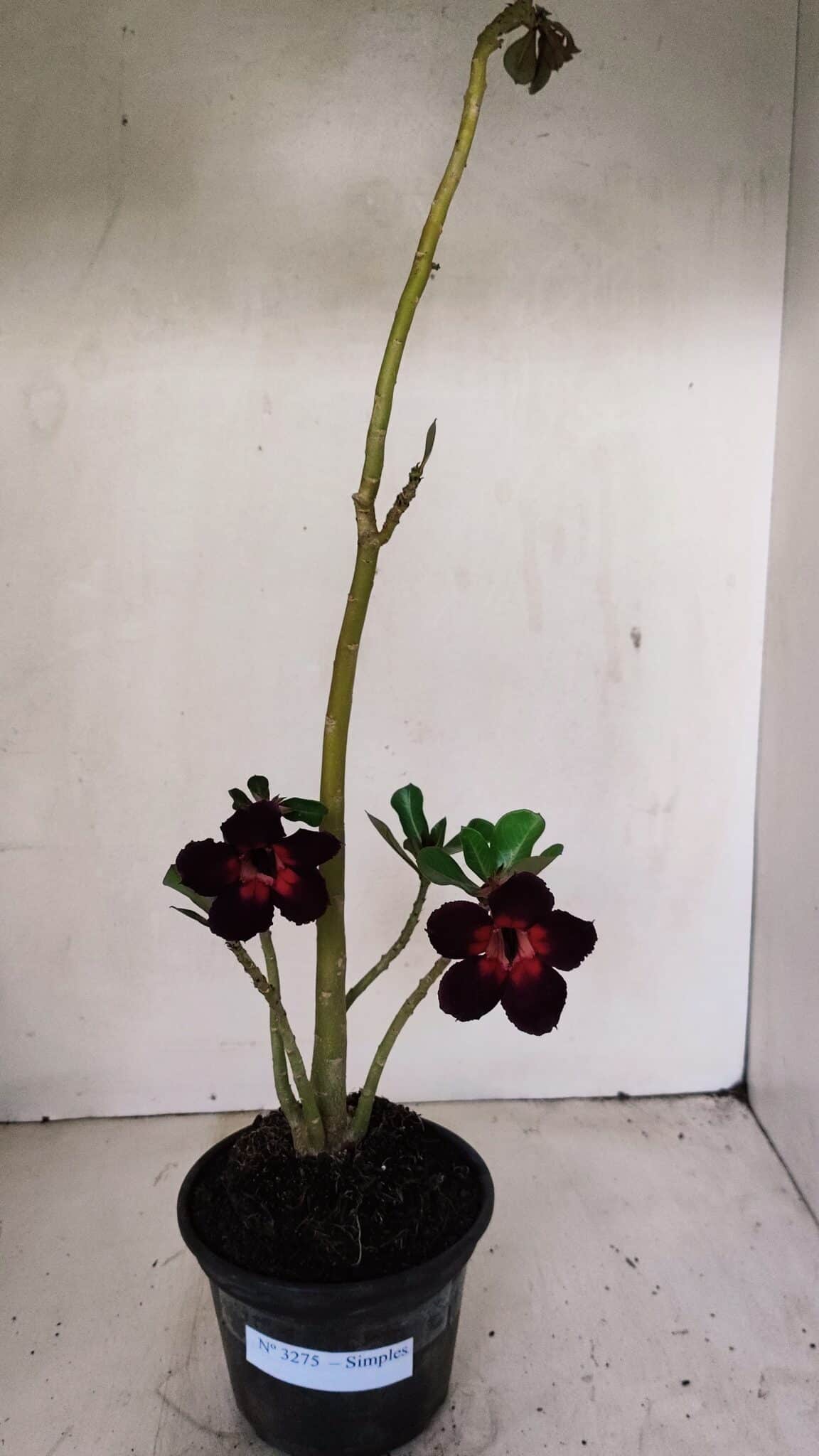 Planta Simples 3275 – 35cm – 03 anos - foto 2