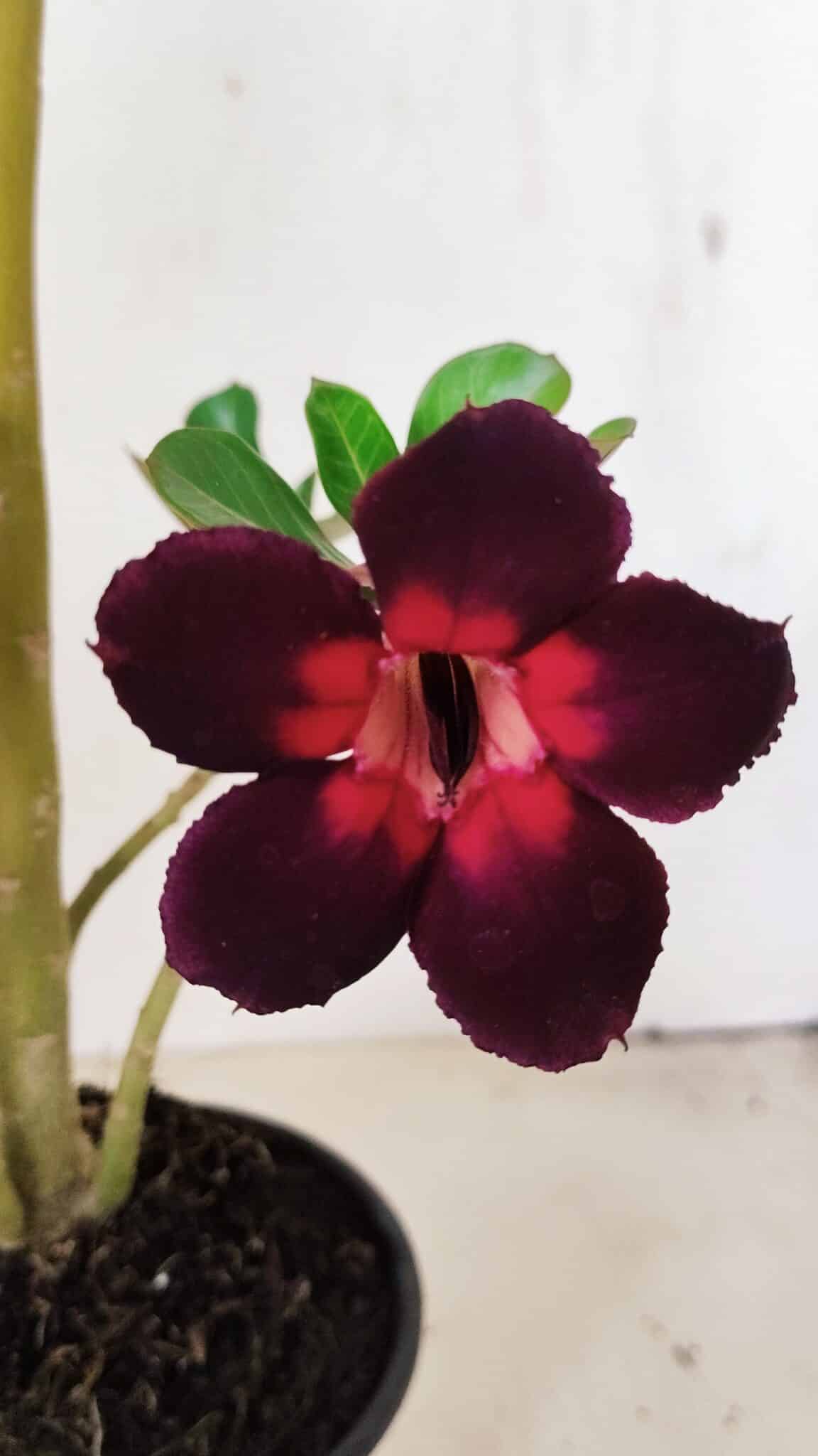 Planta Simples 3275 – 35cm – 03 anos - foto 5