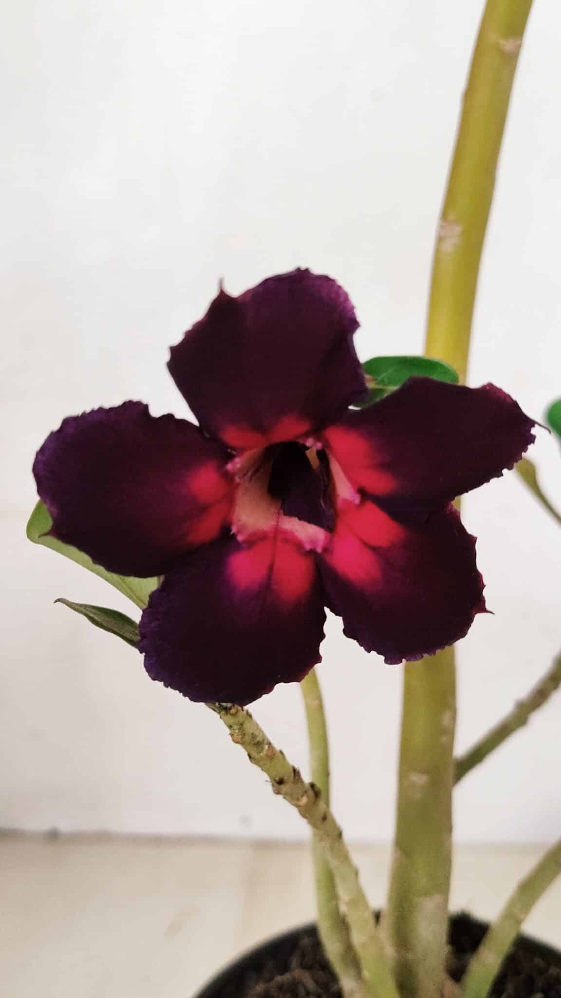 Planta Simples 3275 – 35cm – 03 anos - foto 3