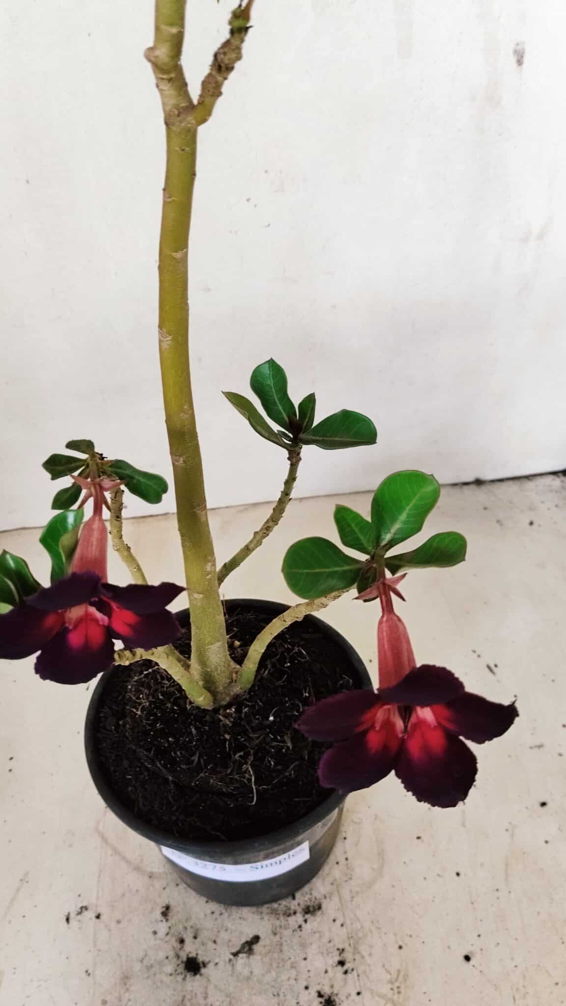 Planta Simples 3275 – 35cm – 03 anos - foto 4