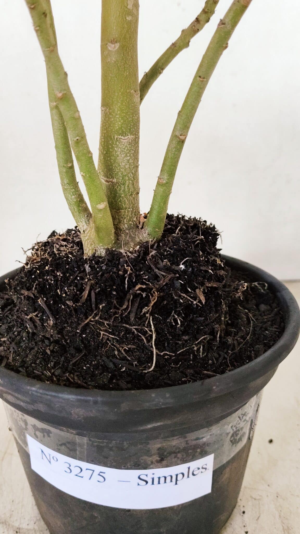 Planta Simples 3275 – 35cm – 03 anos - foto 8