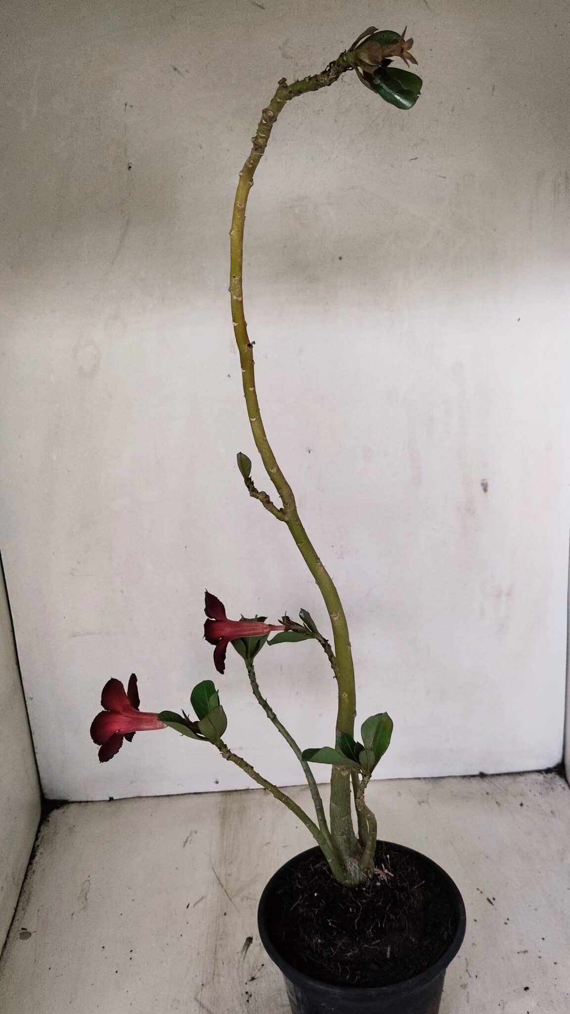 Planta Simples 3275 – 35cm – 03 anos - foto 7