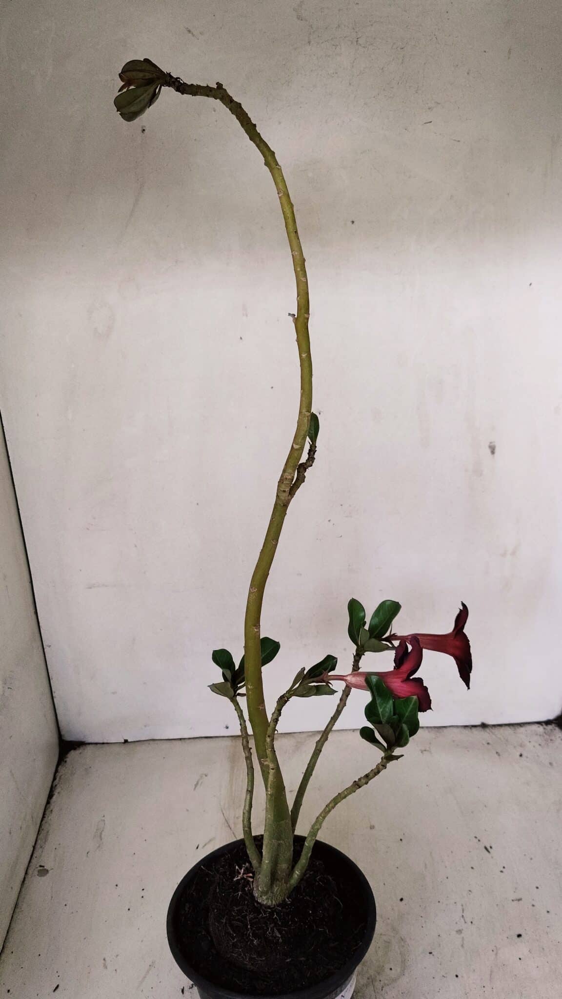 Planta Simples 3275 – 35cm – 03 anos - foto 6