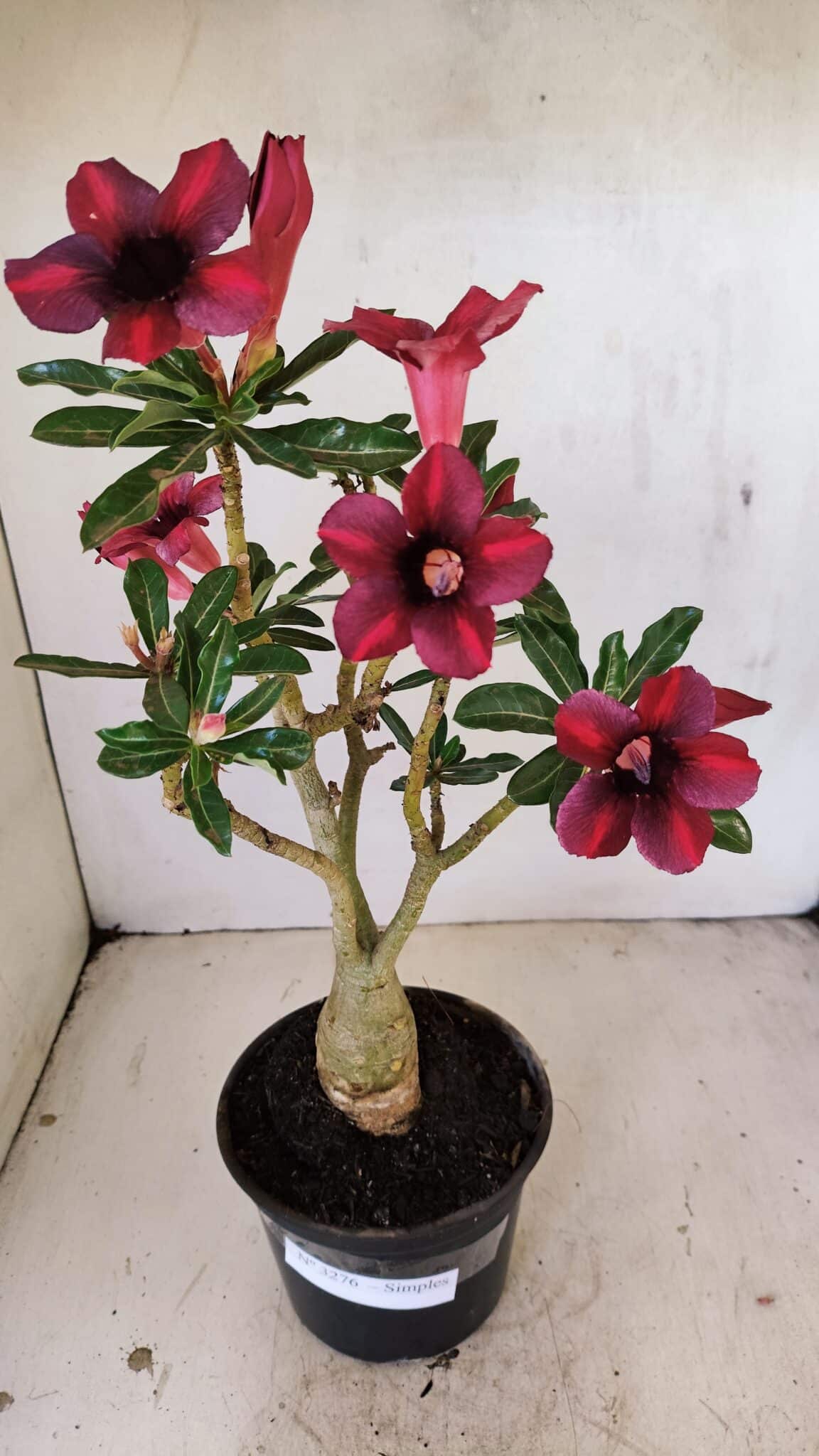 Planta Simples 3276 – 35cm – 03 anos - foto 2