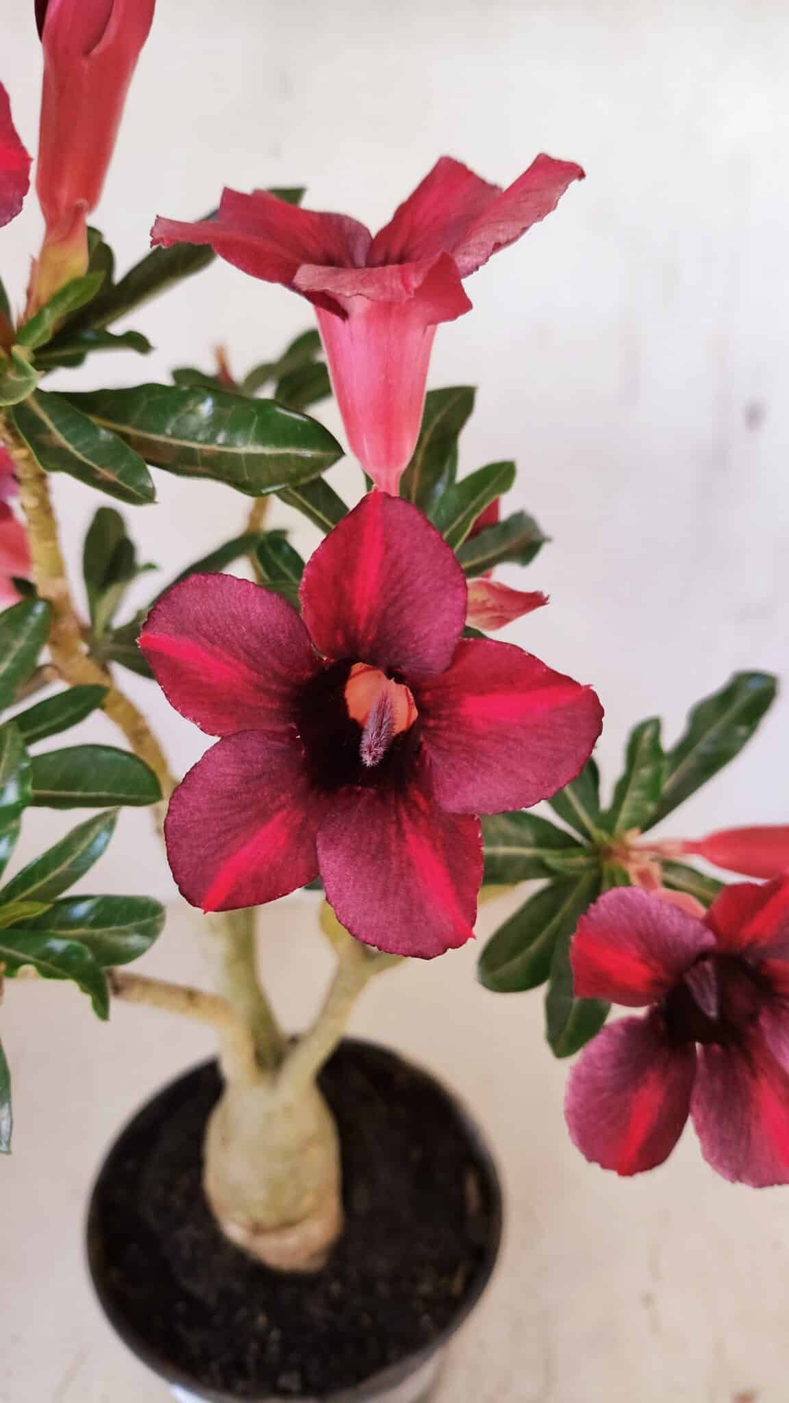 Planta Simples 3276 – 35cm – 03 anos - foto 4