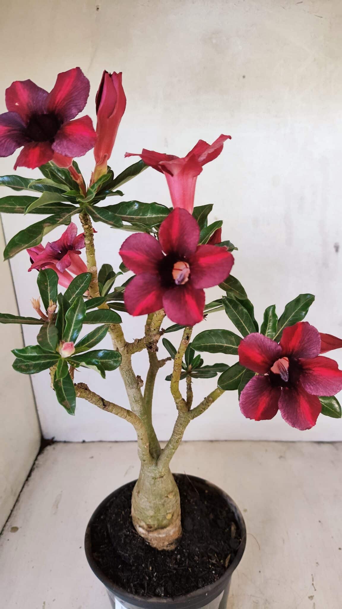Planta Simples 3276 – 35cm – 03 anos - foto 5