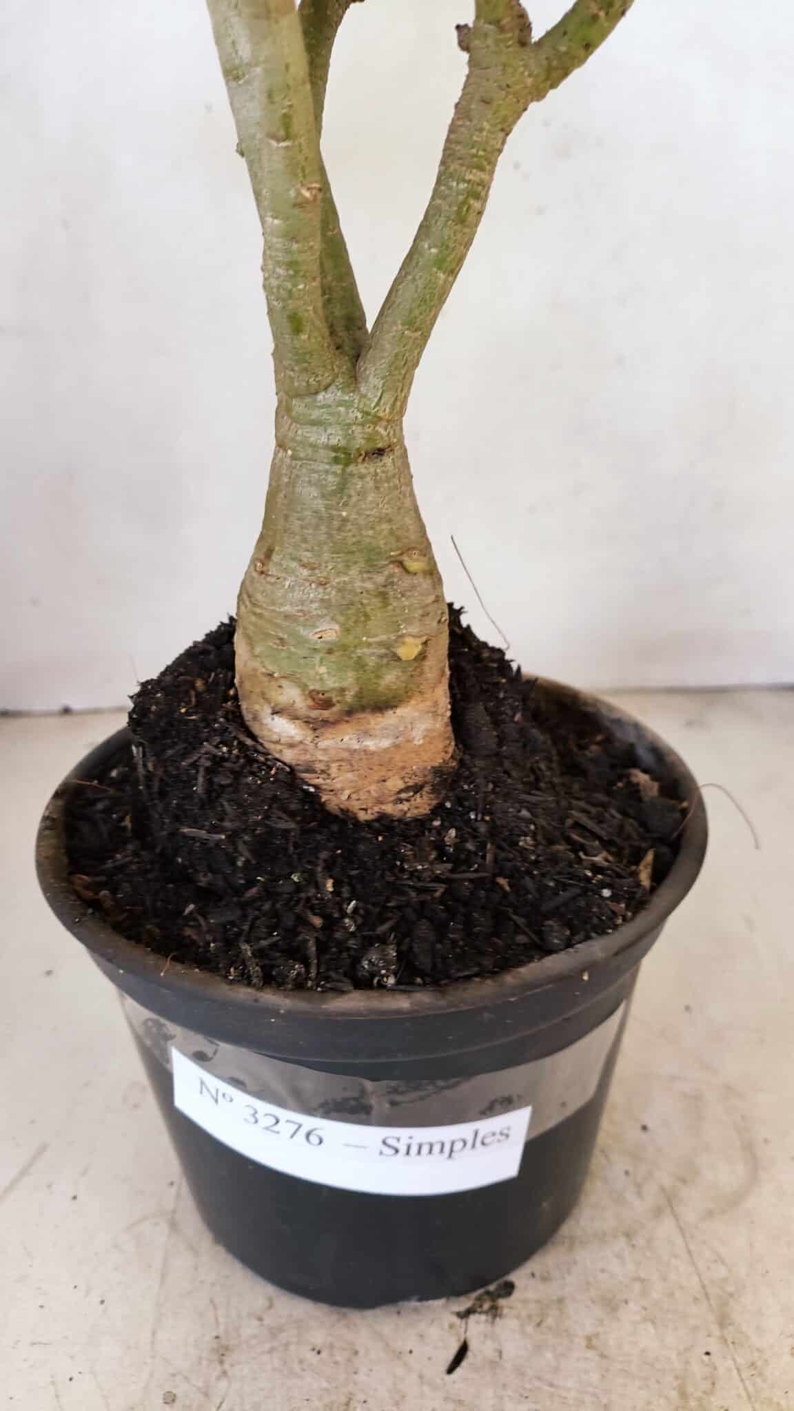 Planta Simples 3276 – 35cm – 03 anos - foto 10