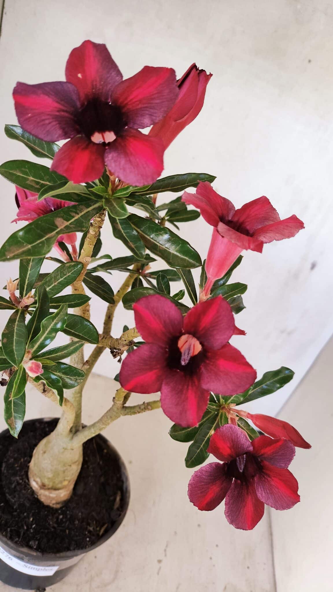 Planta Simples 3276 – 35cm – 03 anos - foto 9