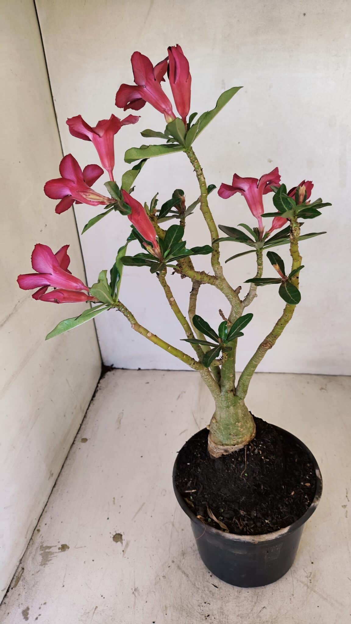 Planta Simples 3276 – 35cm – 03 anos - foto 8