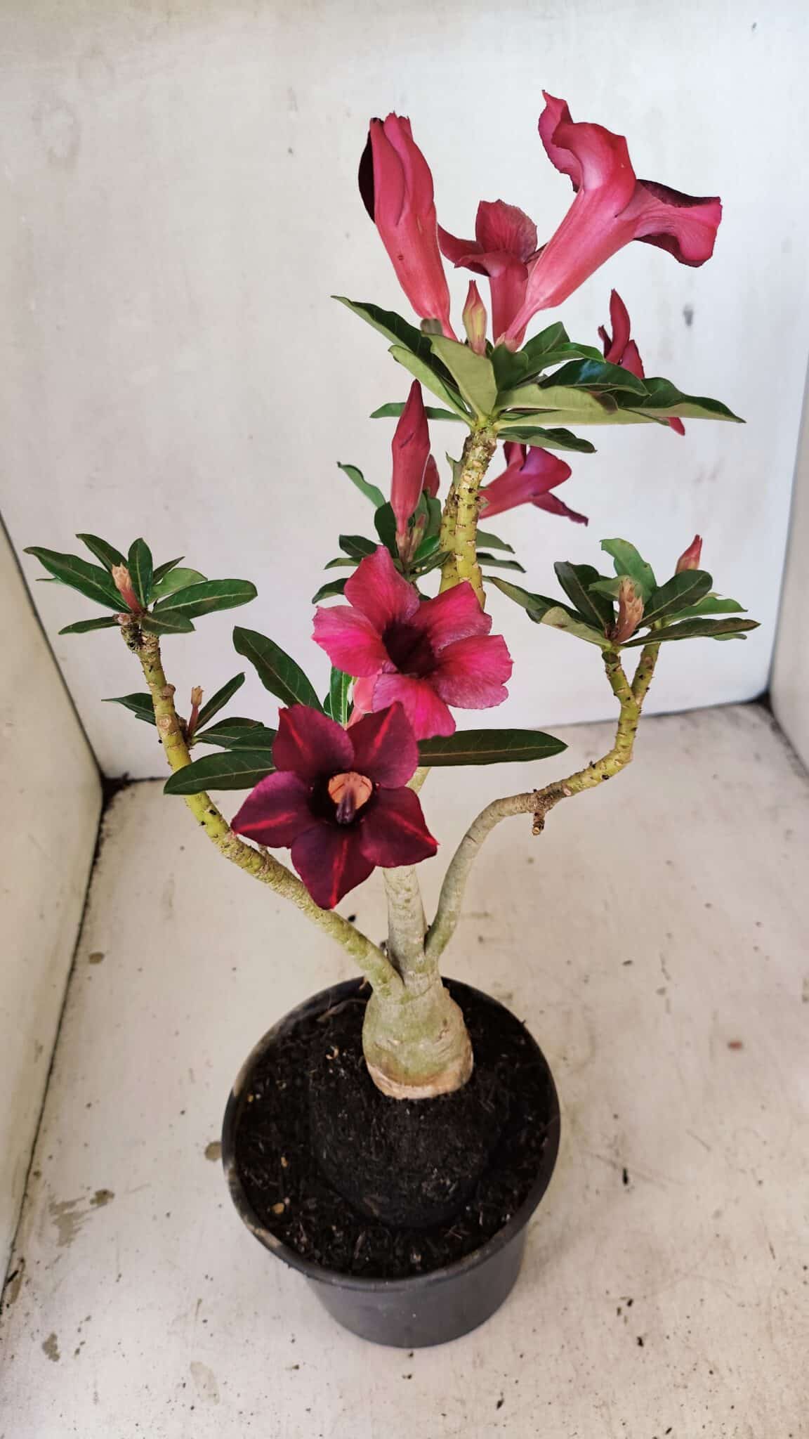 Planta Simples 3276 – 35cm – 03 anos - foto 7