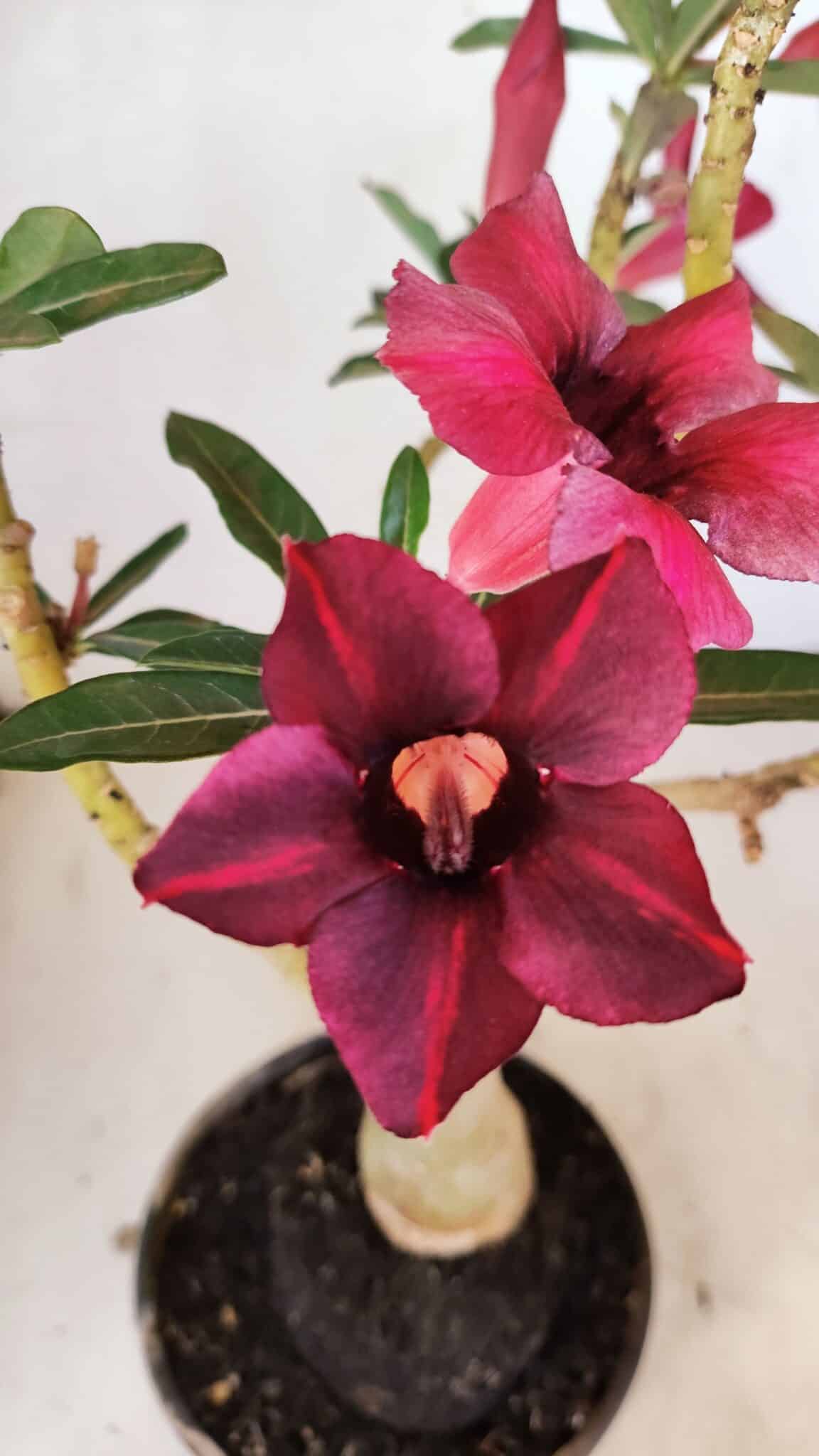 Planta Simples 3276 – 35cm – 03 anos - foto 3