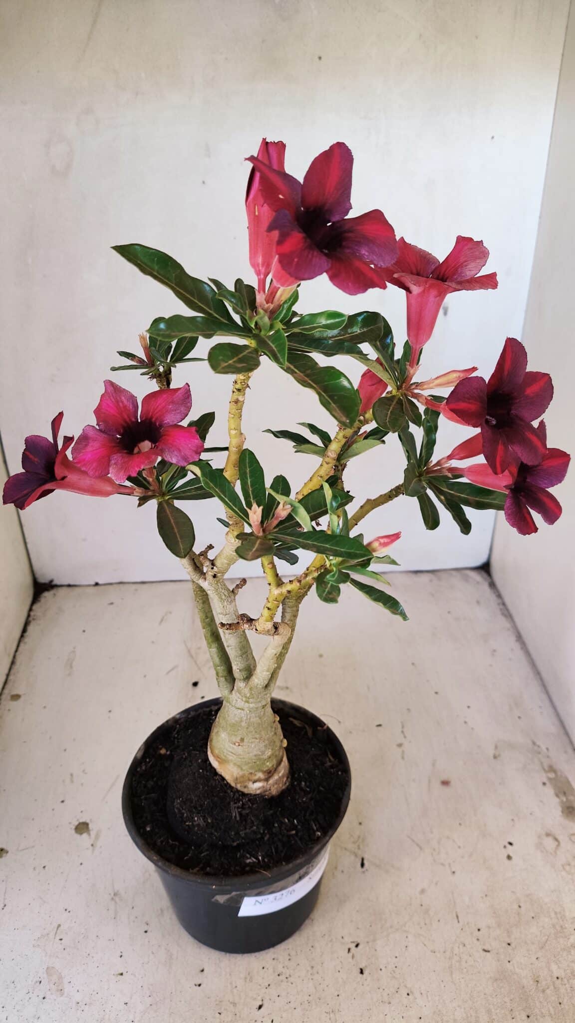 Planta Simples 3276 – 35cm – 03 anos - foto 6