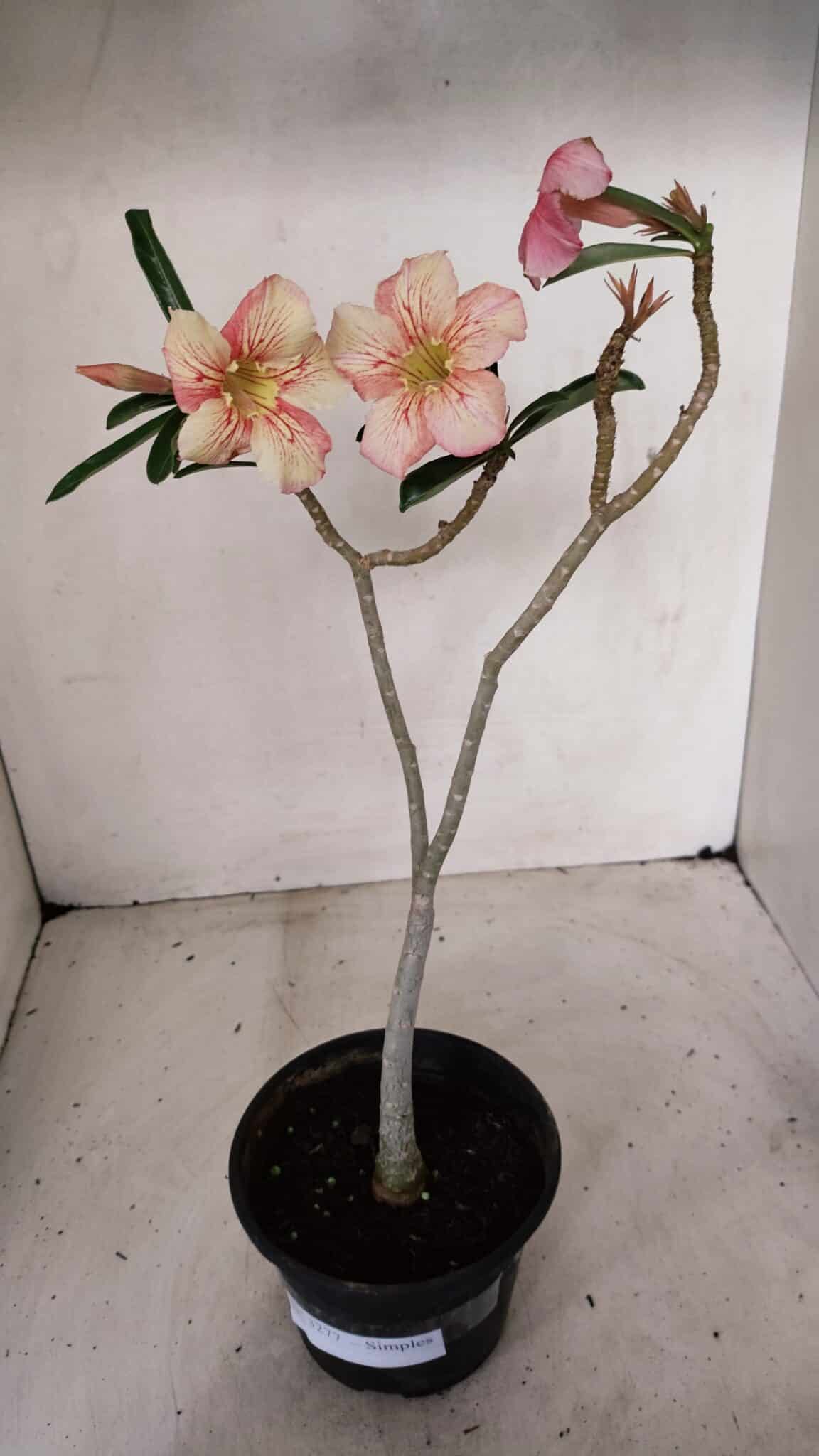 Planta Simples 3277 – 30cm – 02 anos - foto 2