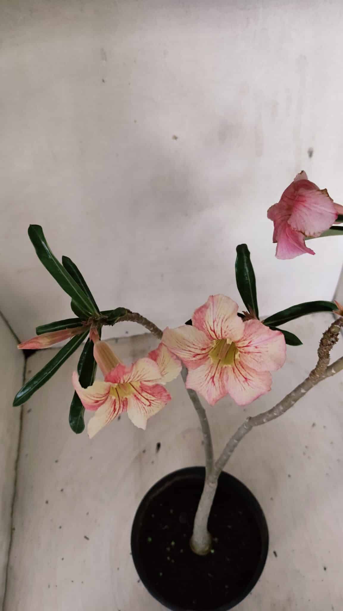 Planta Simples 3277 – 30cm – 02 anos - foto 4