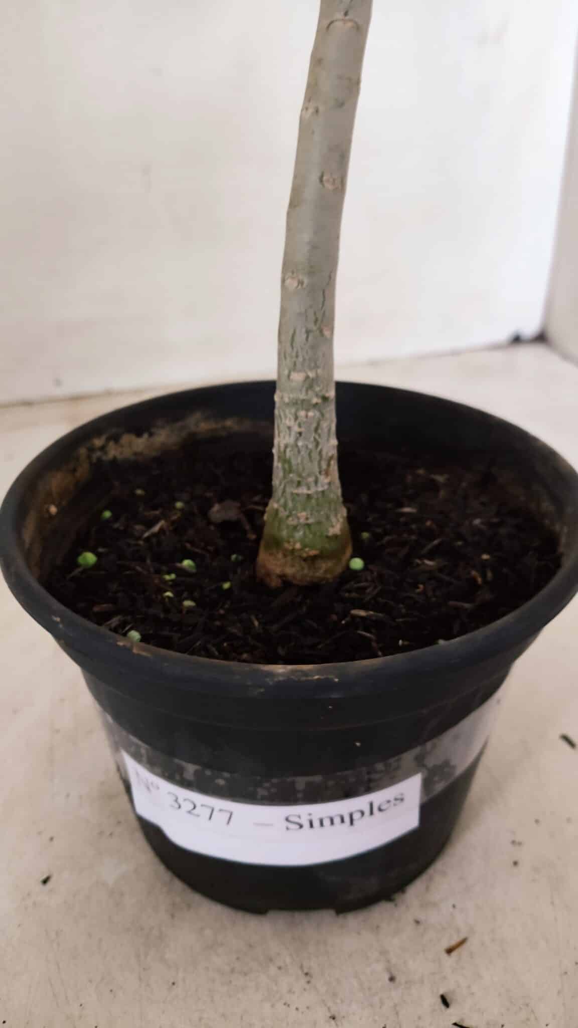 Planta Simples 3277 – 30cm – 02 anos - foto 6