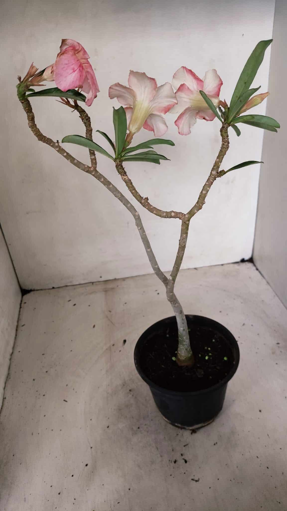 Planta Simples 3277 – 30cm – 02 anos - foto 5